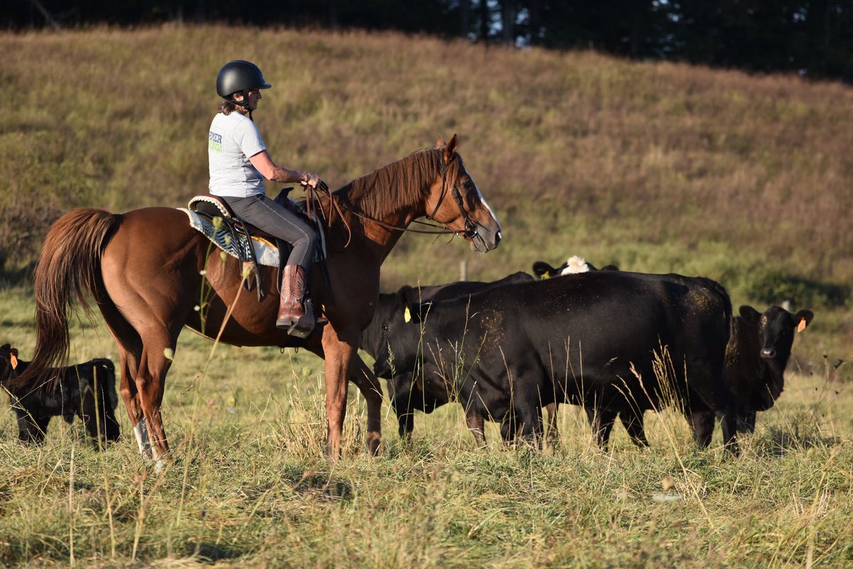 AfterFinishLine's tweet photo. Meet CHAOKOON, a #Calbred #OTTB competing in Barrel Racing at TB Makeover at KY HorsePark. Earned $45K racing at Mountaineer/TurfParadise/GGF/SA/Los Al/DelMar/Fair tracks. Lives in Virginia. Eligible for $5K Top-Placed Cal-Bred Award & reimbursement of entry/schooling/stall fees. https://t.co/dNS2smAWmn