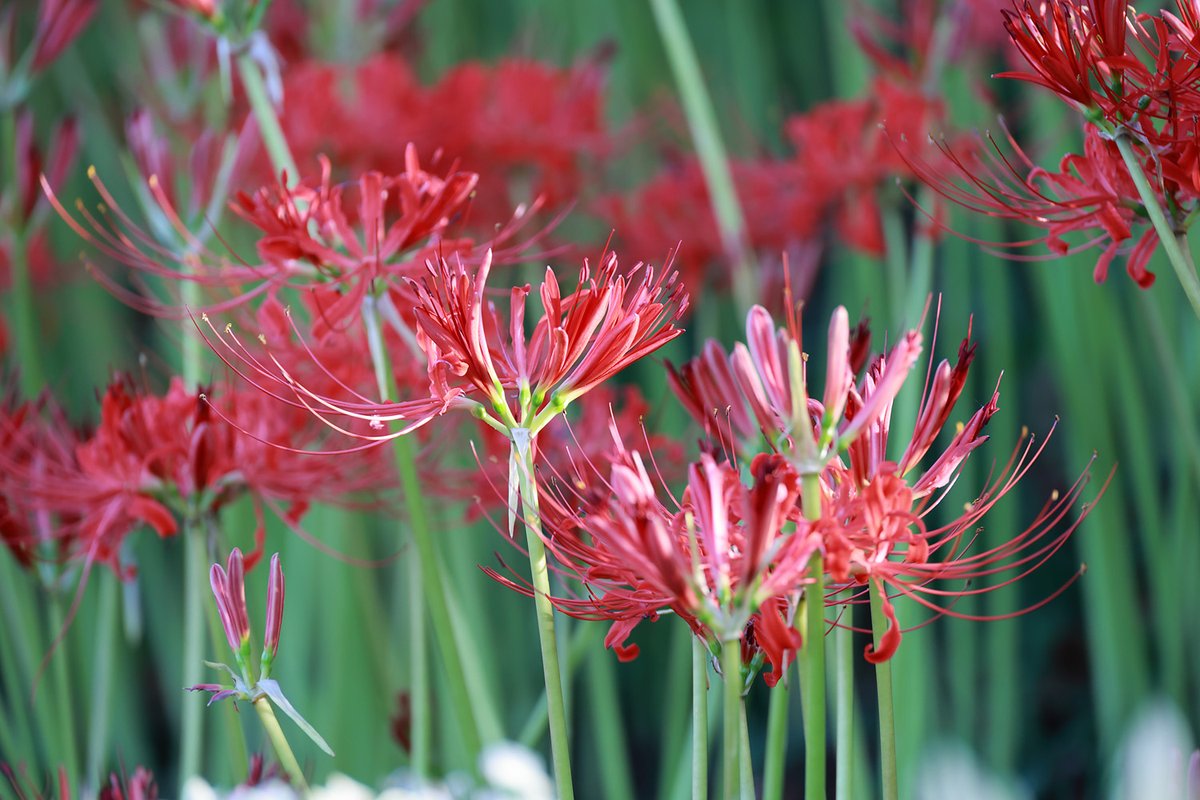 QbqWtAudf36HT2V's tweet image. 2025/09/27撮影
曼珠沙華（彼岸花）その3
#Canon 
#EOSR6mark2
#権現堂公園　
#曼珠沙華 
#彼岸花