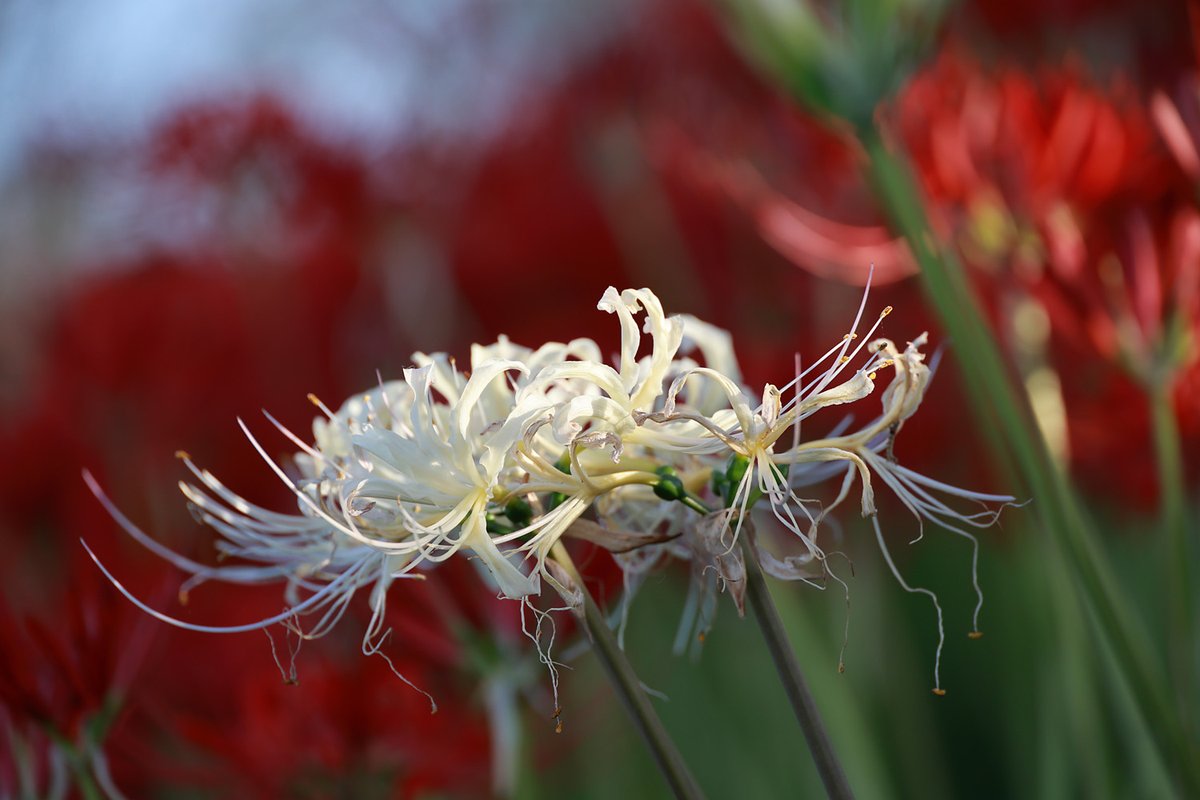 QbqWtAudf36HT2V's tweet image. 2025/09/27撮影
曼珠沙華（彼岸花）その3
#Canon 
#EOSR6mark2
#権現堂公園　
#曼珠沙華 
#彼岸花