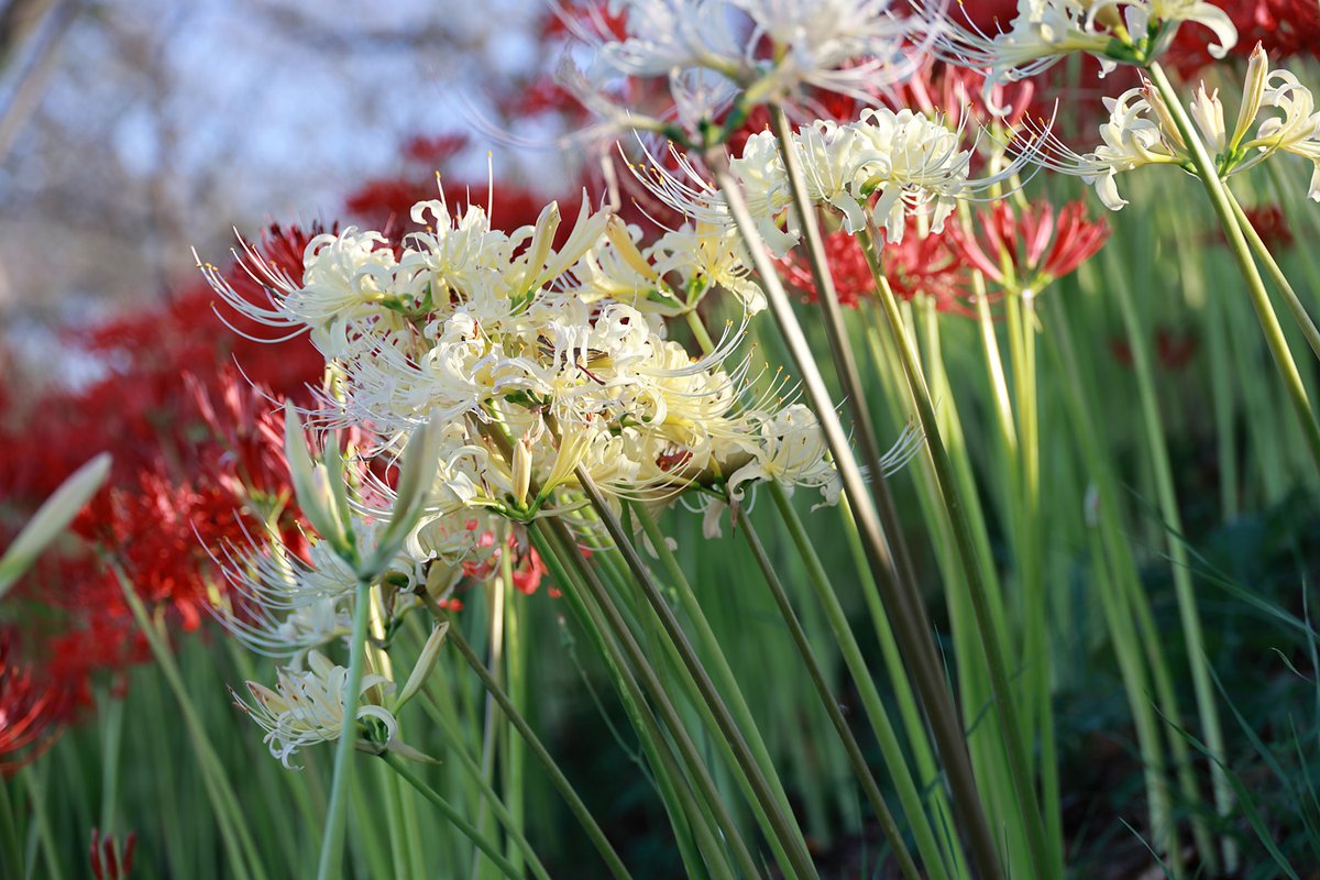 QbqWtAudf36HT2V's tweet image. 2025/09/27撮影
曼珠沙華（彼岸花）その3
#Canon 
#EOSR6mark2
#権現堂公園　
#曼珠沙華 
#彼岸花