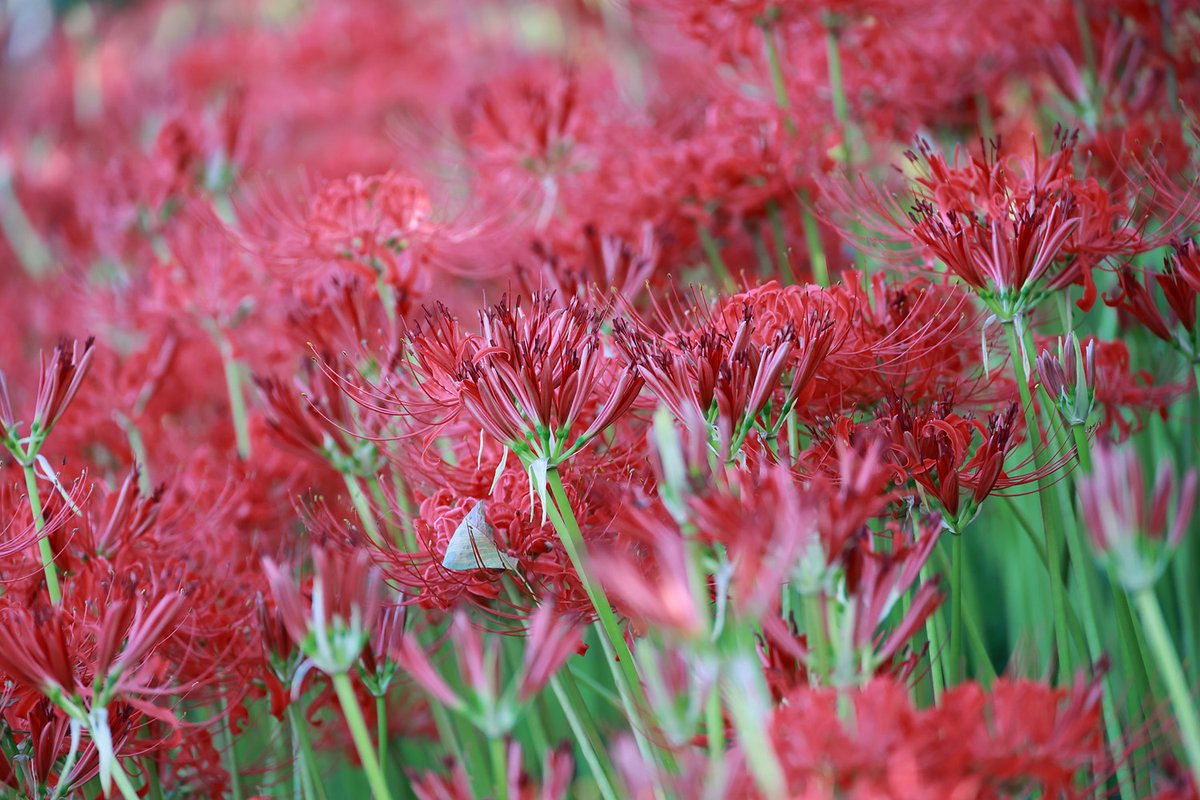 QbqWtAudf36HT2V's tweet image. 2025/09/27撮影
曼珠沙華（彼岸花）その3
#Canon 
#EOSR6mark2
#権現堂公園　
#曼珠沙華 
#彼岸花