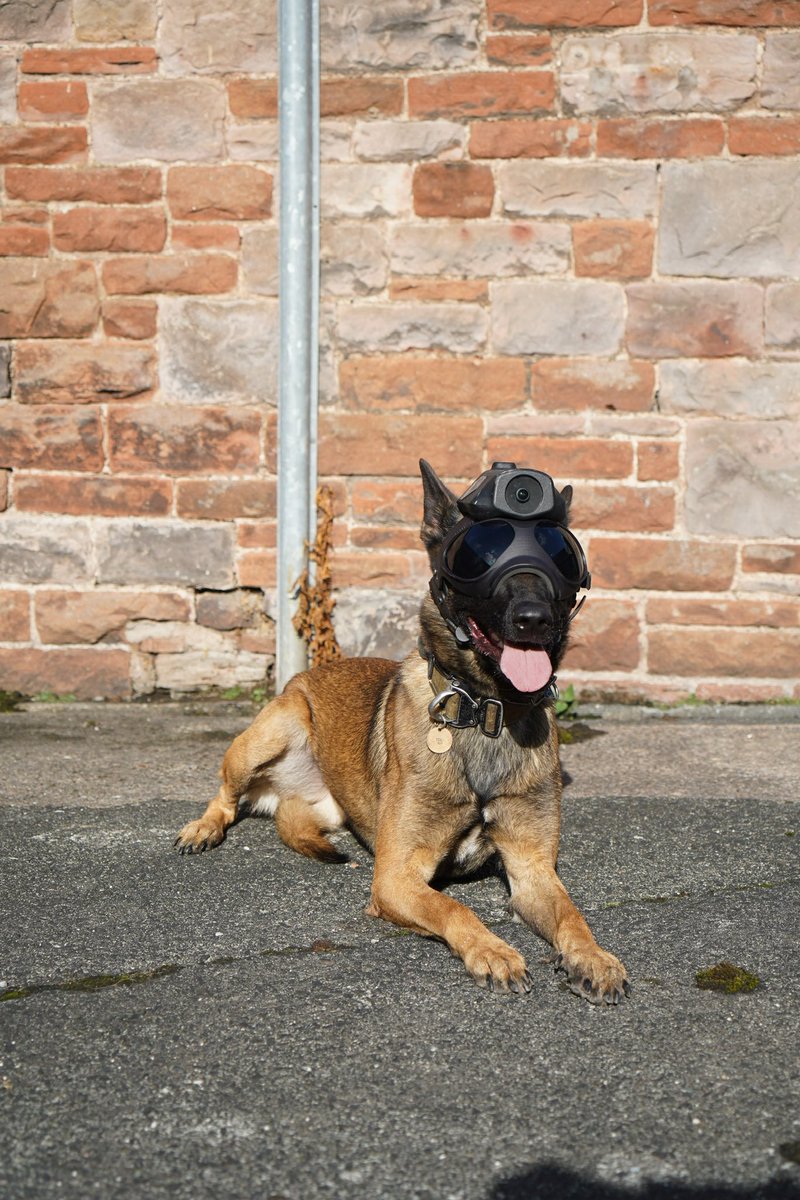 Cumbria Police Dog Section tweet media