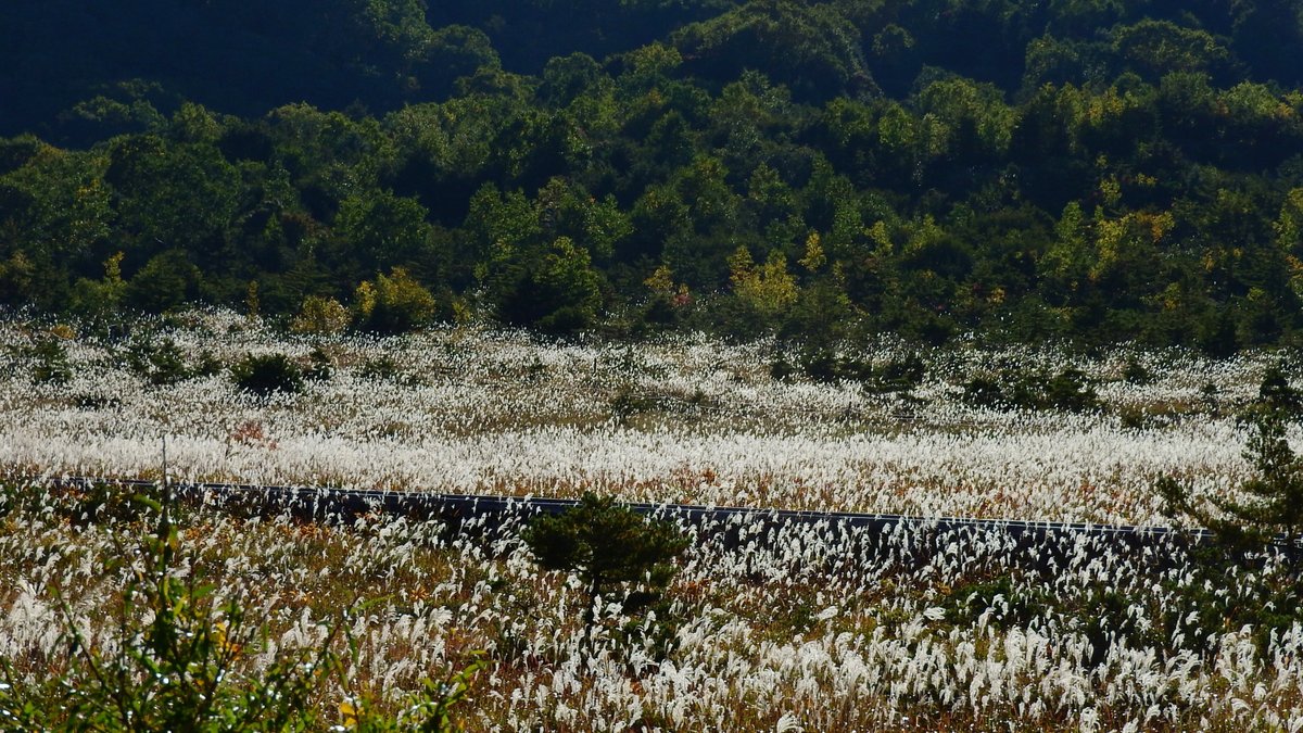 鎌沼の紅葉は見ごろとなりました。浄土平周辺の見ごろは来週からとなりそうです。
今の時期、晴れた日の午後に浄土平湿原で見られる、光り輝くススキがとてもきれいです。

-画像:2025/9/30-
#シェア天 #ゴジてれ #福の空 #空ネット #ススキ #秋