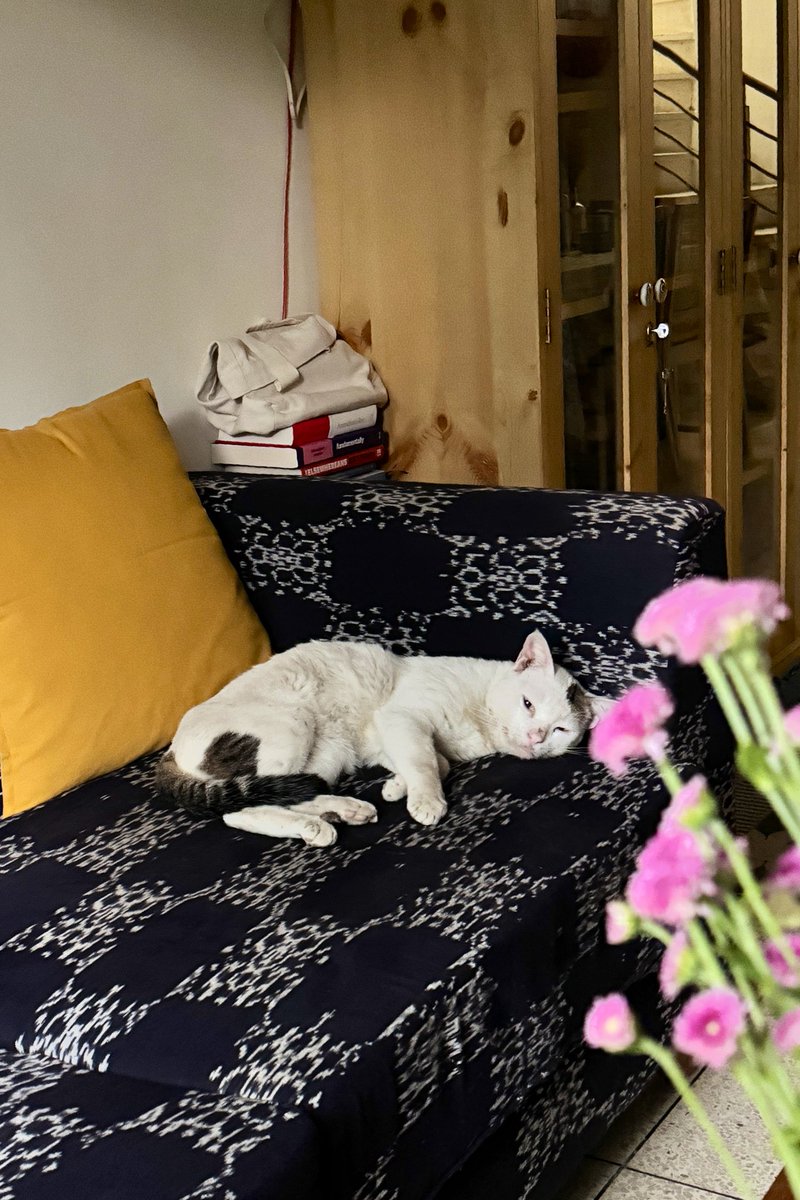 This is why I work and earn money— to pamper an inside-outside boy billu. #DilliBilli #CatsOfTwitter
