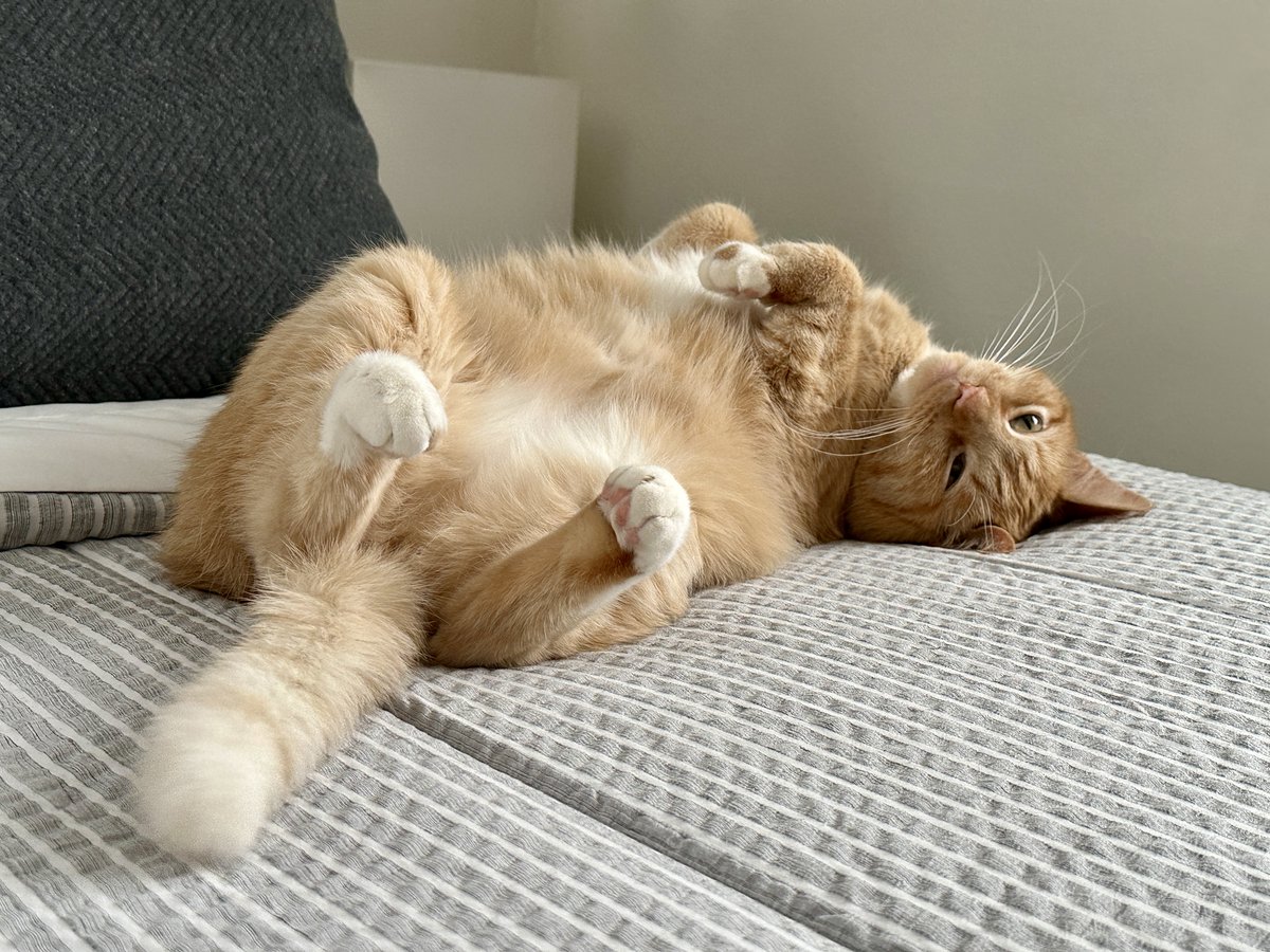 Techie Taco tweet media