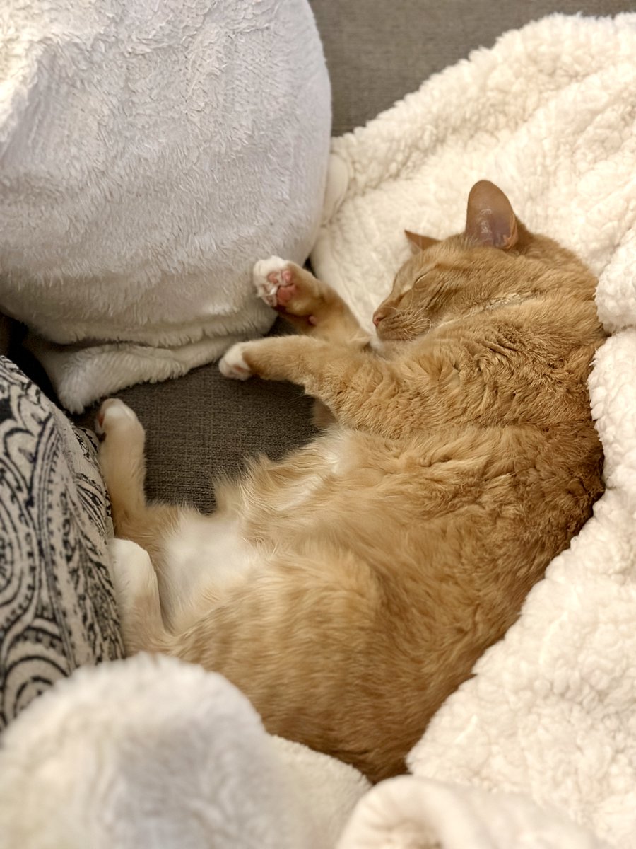 Techie Taco tweet media