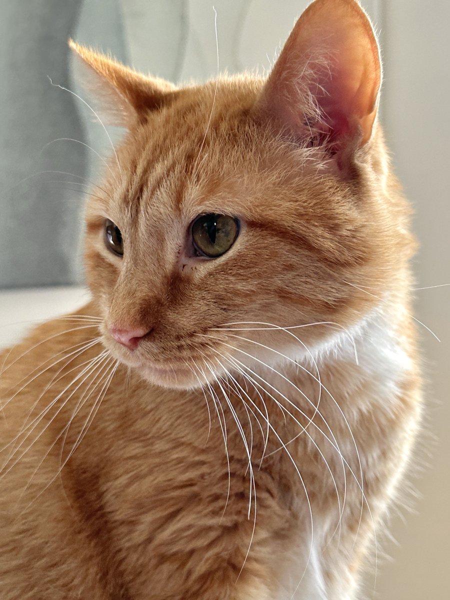 Techie Taco tweet media