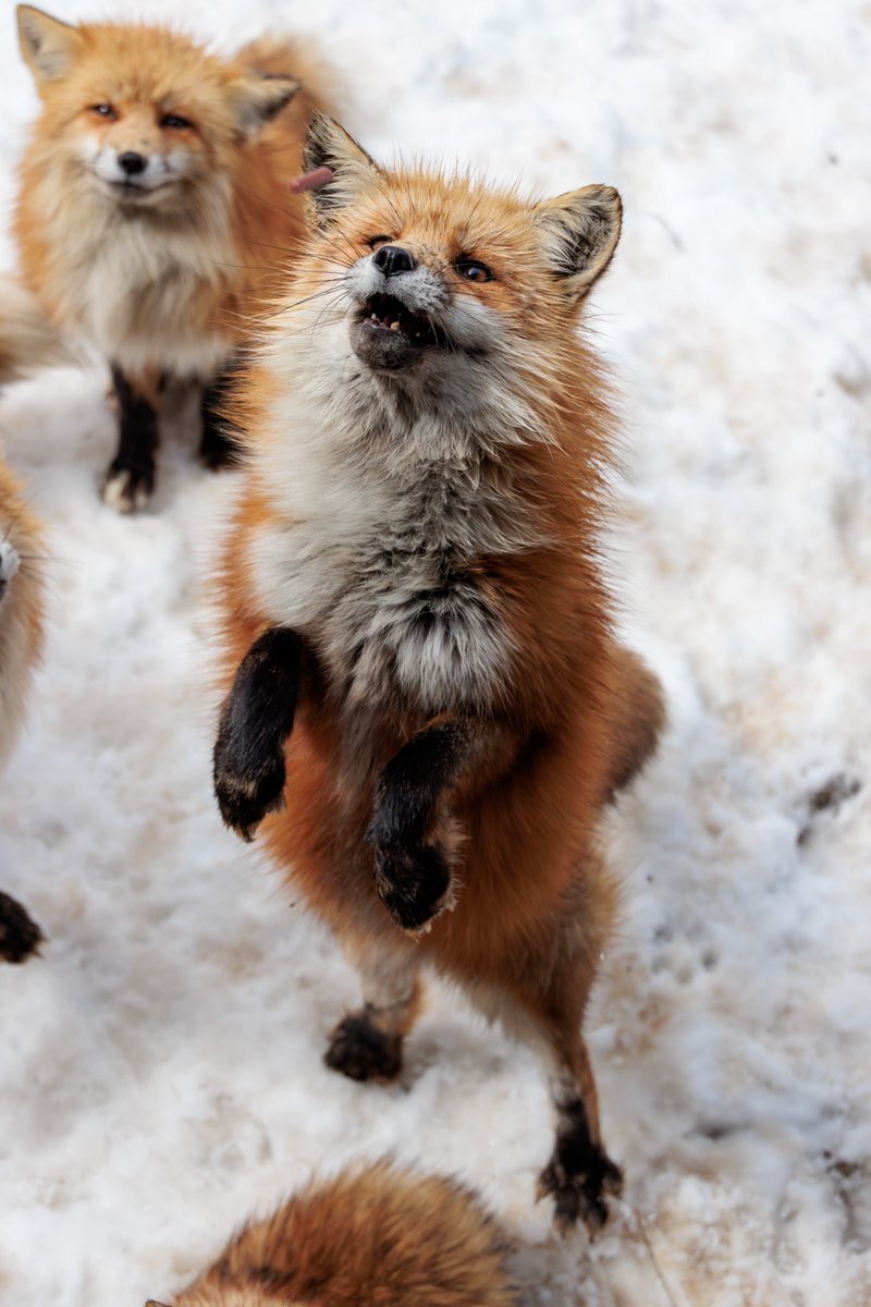 LIA🦊🔖へっぽこ tweet media