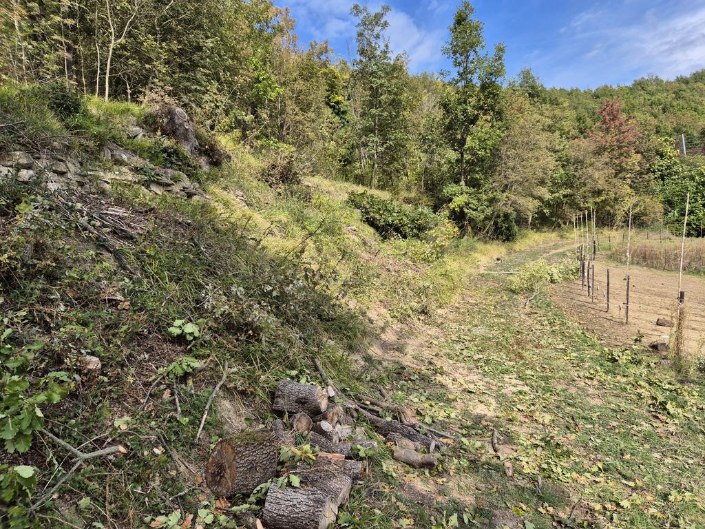 GerritHTR's tweet image. Het hele eerste terras moet leeg en dat gaat tot nu toe voorspoedig, ook met de 15 meterse bomen die niet door de omheining van het saffraanveld mogen vallen maar wel heel dapper die kant op hangen. 

#MooiWerk #TreeRemoval #BoomVerwijderen