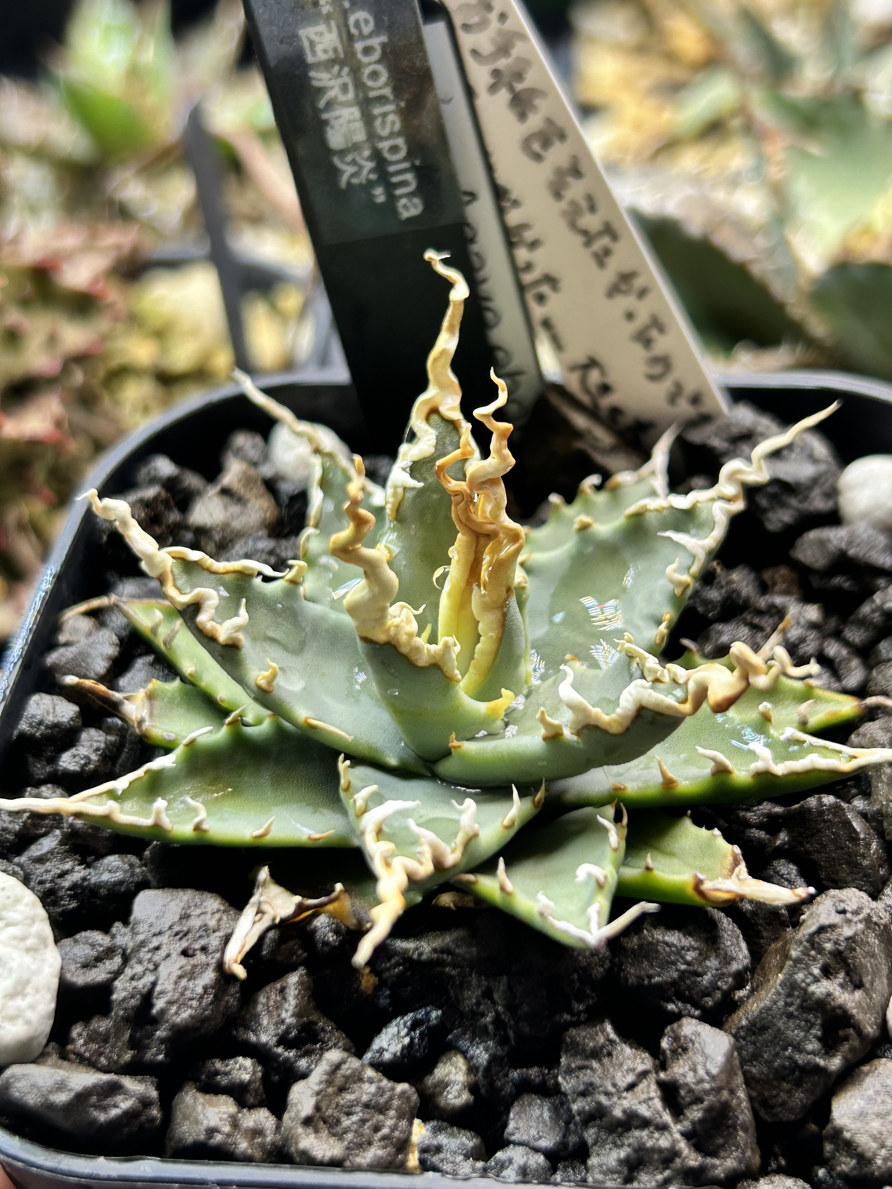 アガベ ホリダ　US株　陽炎　ロングスパインUSA アガベ ホリダ US株 陽炎 ロングスパインUSA アガベ ホリダ US株