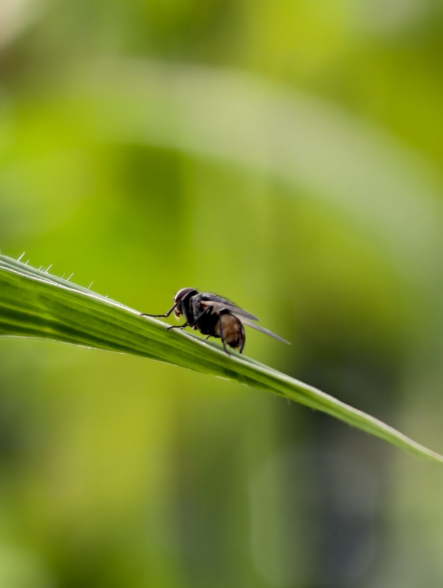 harinarayananpc's tweet photo. Still can’t get over the zoom range of the vivo X200 Pro.

Photo Mode, 0.6x → 20x https://t.co/1wmxRNSvT9