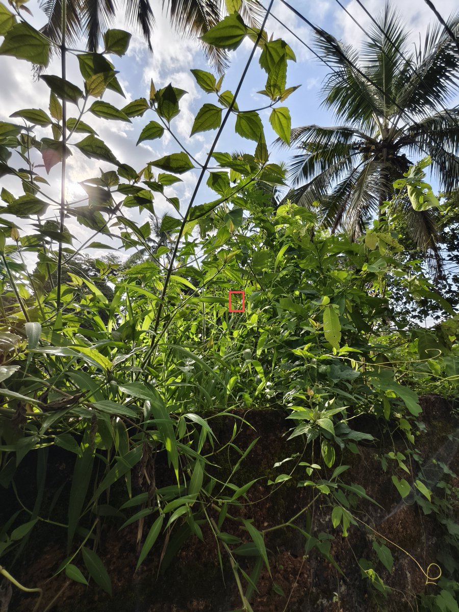 harinarayananpc's tweet photo. Still can’t get over the zoom range of the vivo X200 Pro.

Photo Mode, 0.6x → 20x https://t.co/1wmxRNSvT9