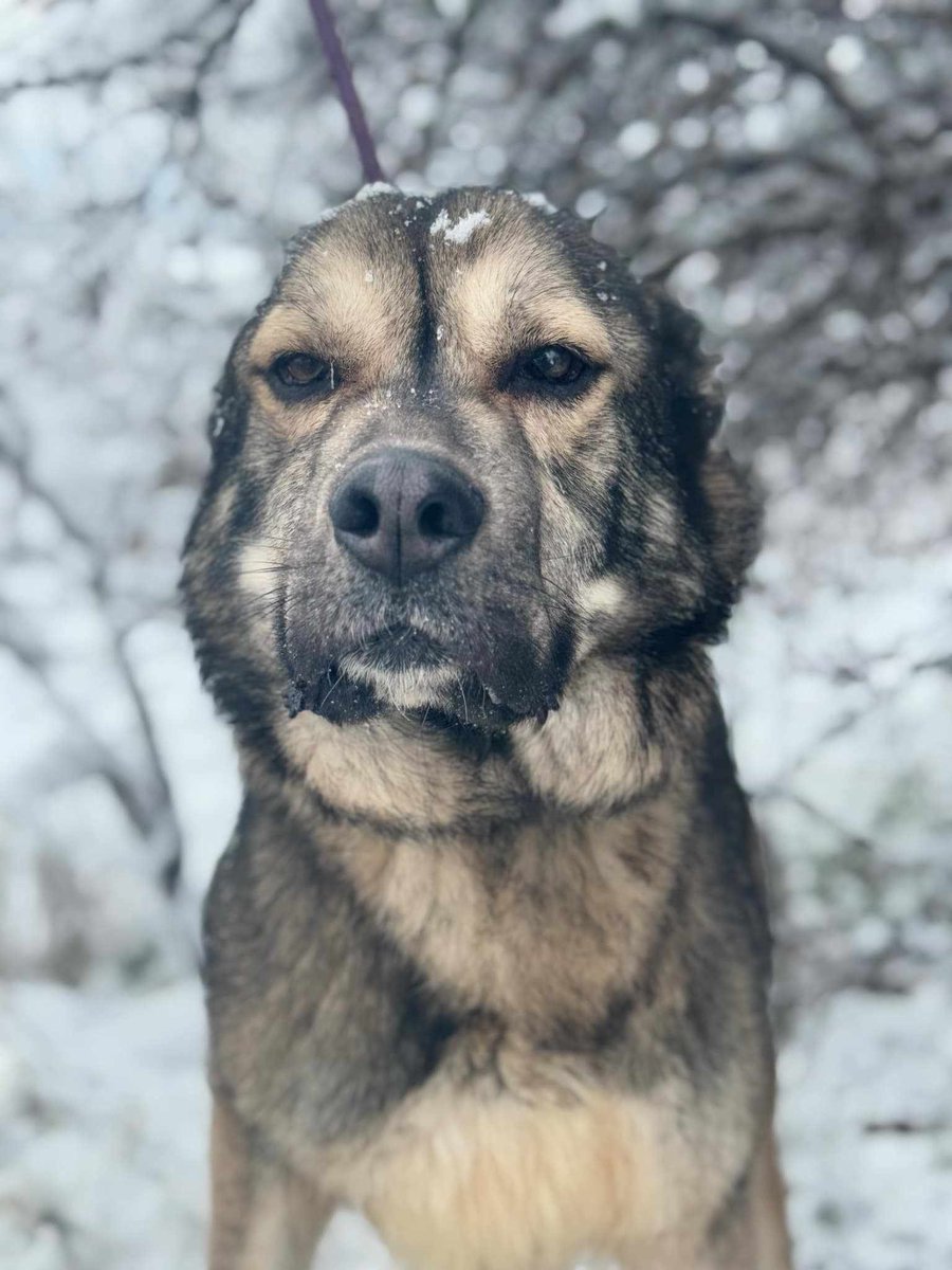Libby's foster says she’s “the only dog I’ve ever wanted to keep” - that’s how special Libby truly is.  Loyal, gentle, playful, and so eager to love, this girl is ready to find her forever family who will treasure her as much as she deserves.
pawpersintheruff.com
#Yorkshire