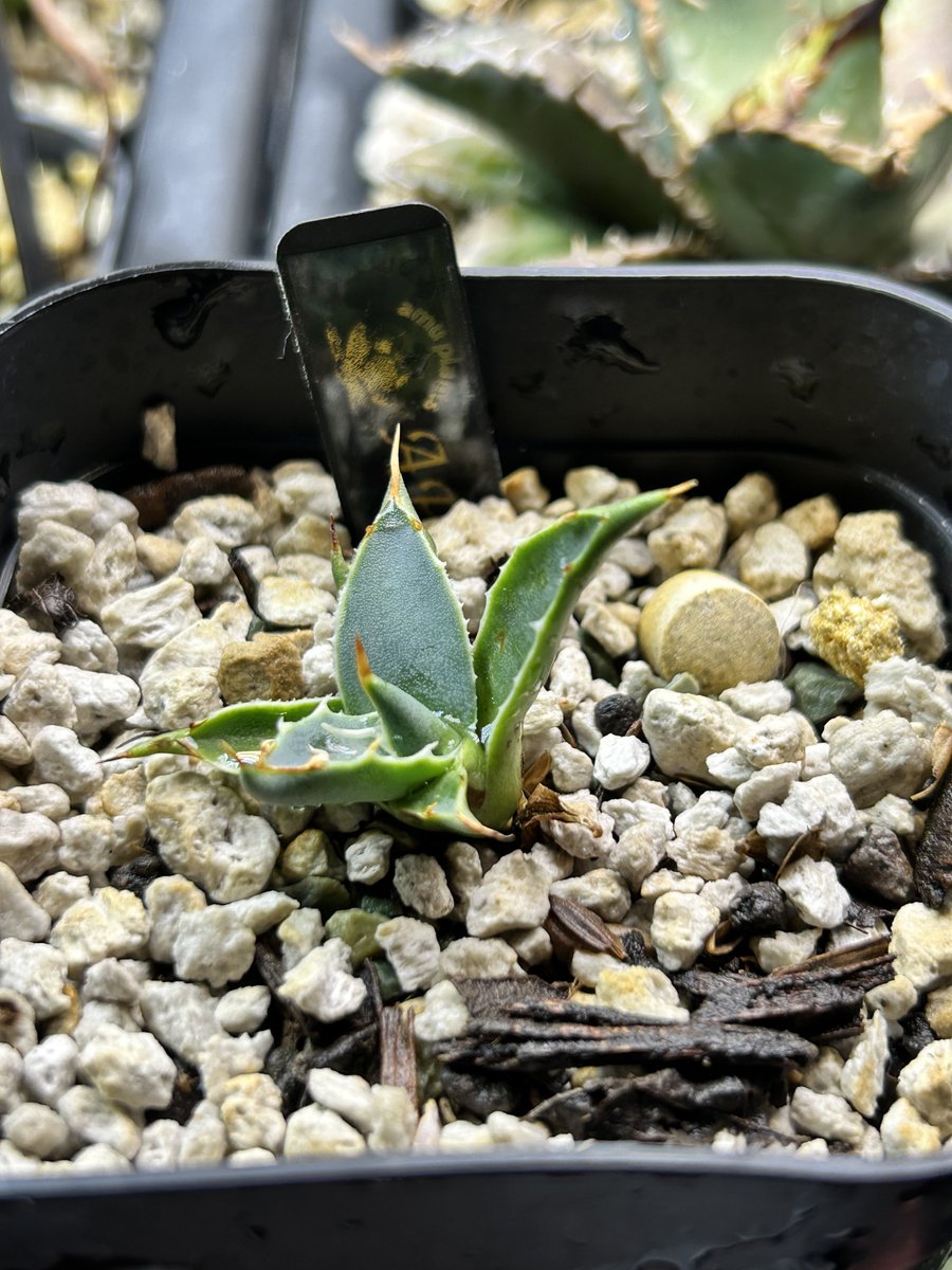 あむ@あむぷらんつ (@amuplants) / Posts / X