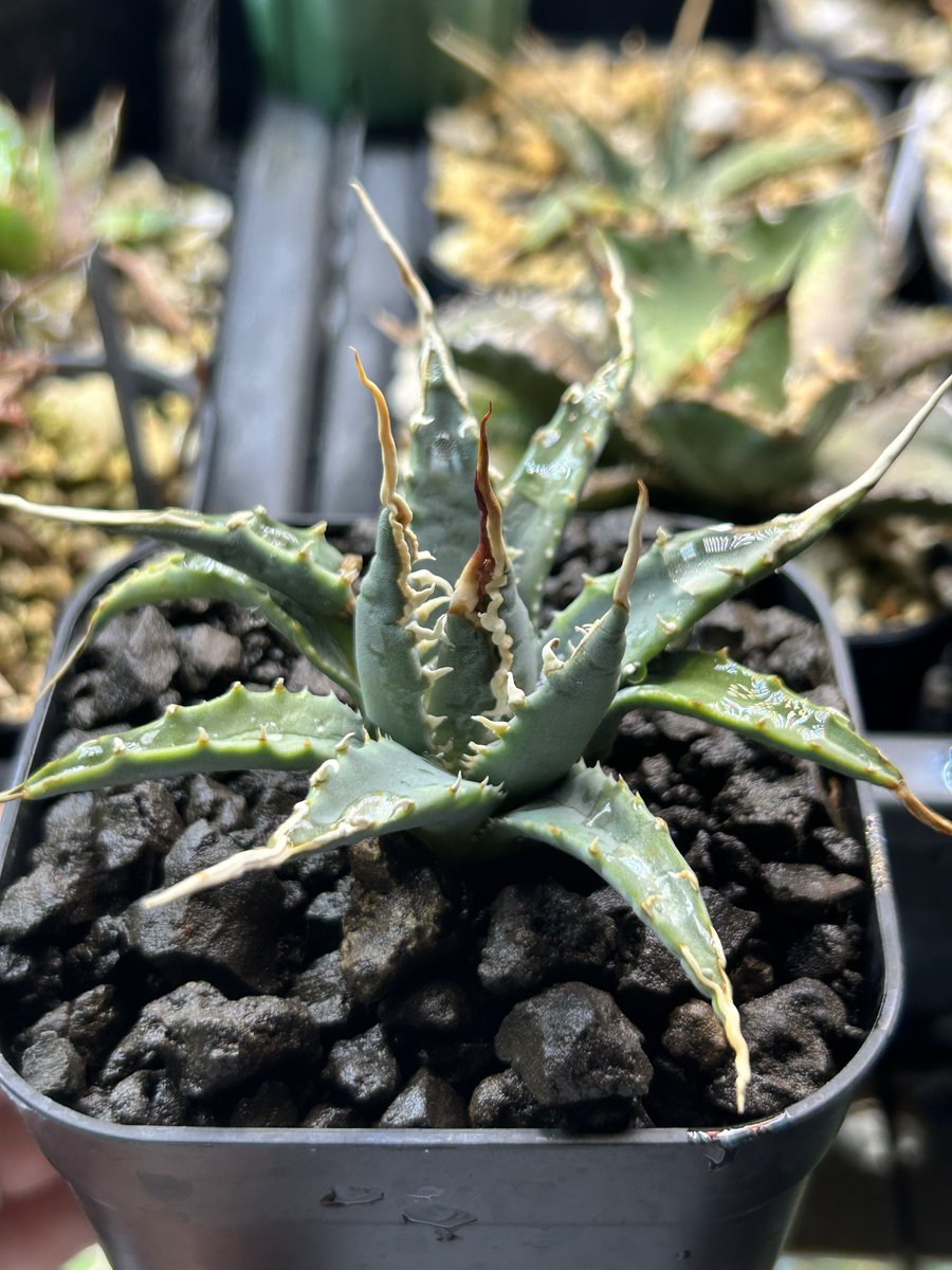 あむ@あむぷらんつ (@amuplants) / Posts / X