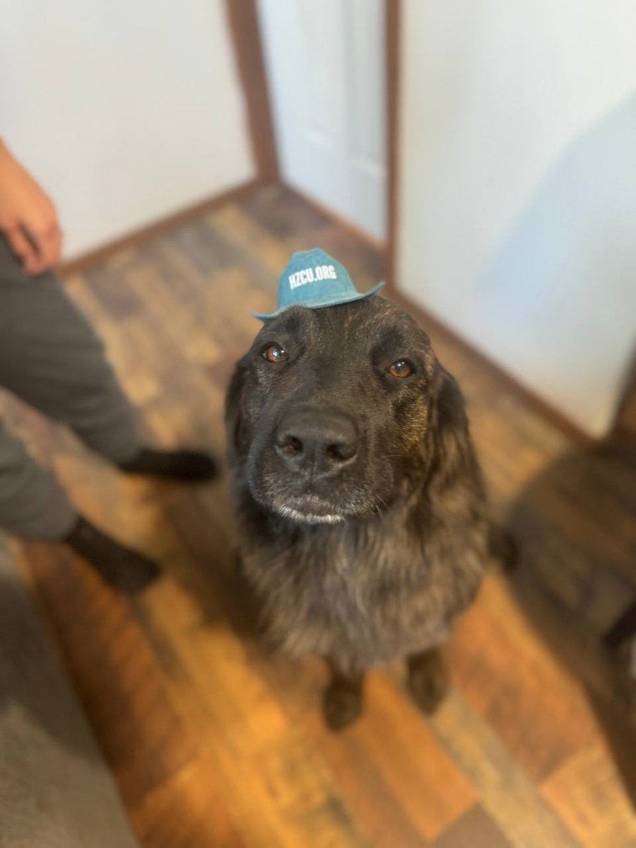 PetAidRescue's tweet photo. They give us unconditional love 🐕🐾
Now it’s our turn to give back 💙
PetAid is building a bridge between crypto &amp; compassion.
Adoption fees, shelters, real help. 🌍
This is bigger than just gains. It’s about impact.
#HealingPaws #CryptoGems #PetAid https://t.co/95QnQaEZpx