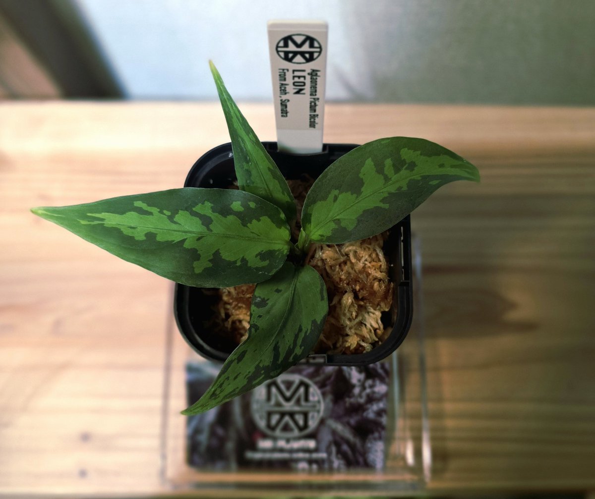 アグラオネマ　ピクタム(MB-2022/AJML/NXG01) 小 アグラオネマ ピクタム(MB-2022/AJML/NXG01) 小