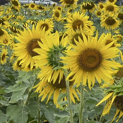 michealbinh's tweet photo. #新しいプロフィール画像 https://t.co/s3FwOZmnhm