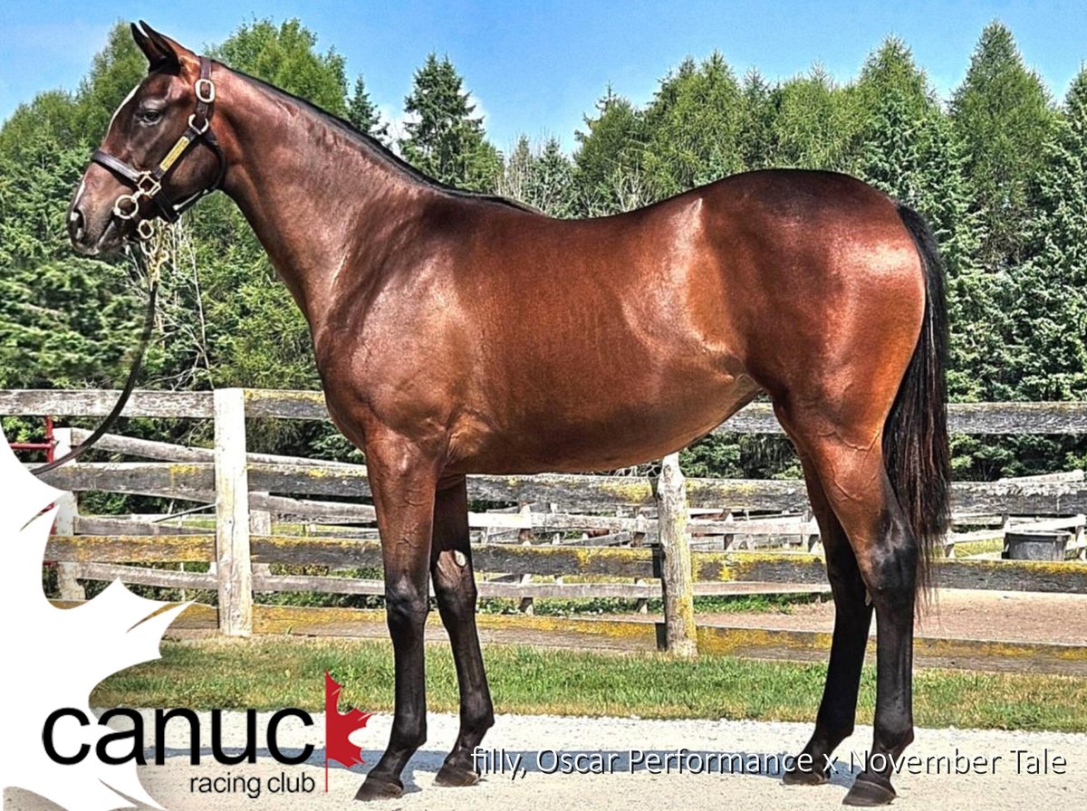 After kicking things off at the CTHS Premier Yearling Sale in August, our club was busy reloading at the Keeneland September Sale.  Thought we'd introduce some of our new additions like this pretty ON-bred filly by Oscar Performance.

First look video: youtu.be/ggY8VwKEjv4