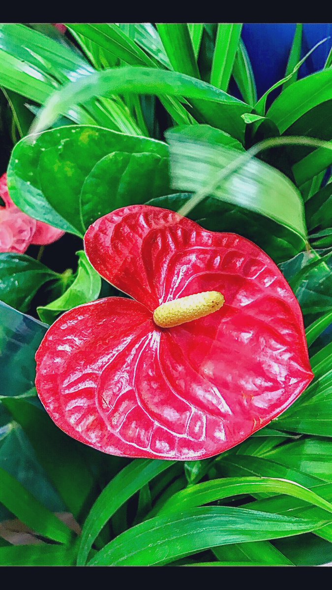 Varılacak yer yoktur ki bir #yolu 
olmasın 
#Antoryumçiçeği #flamingoçiçeği
#AnthuriumAndraeaum