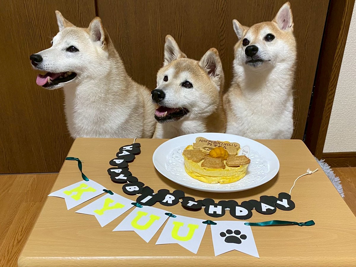 HKR_Lily_o7's tweet photo. みんなでお祝いしたよー🐶🐶🐶🎂
#柴犬
#柴犬九七六
#HappyBirthday https://t.co/5I1qMCZtS0