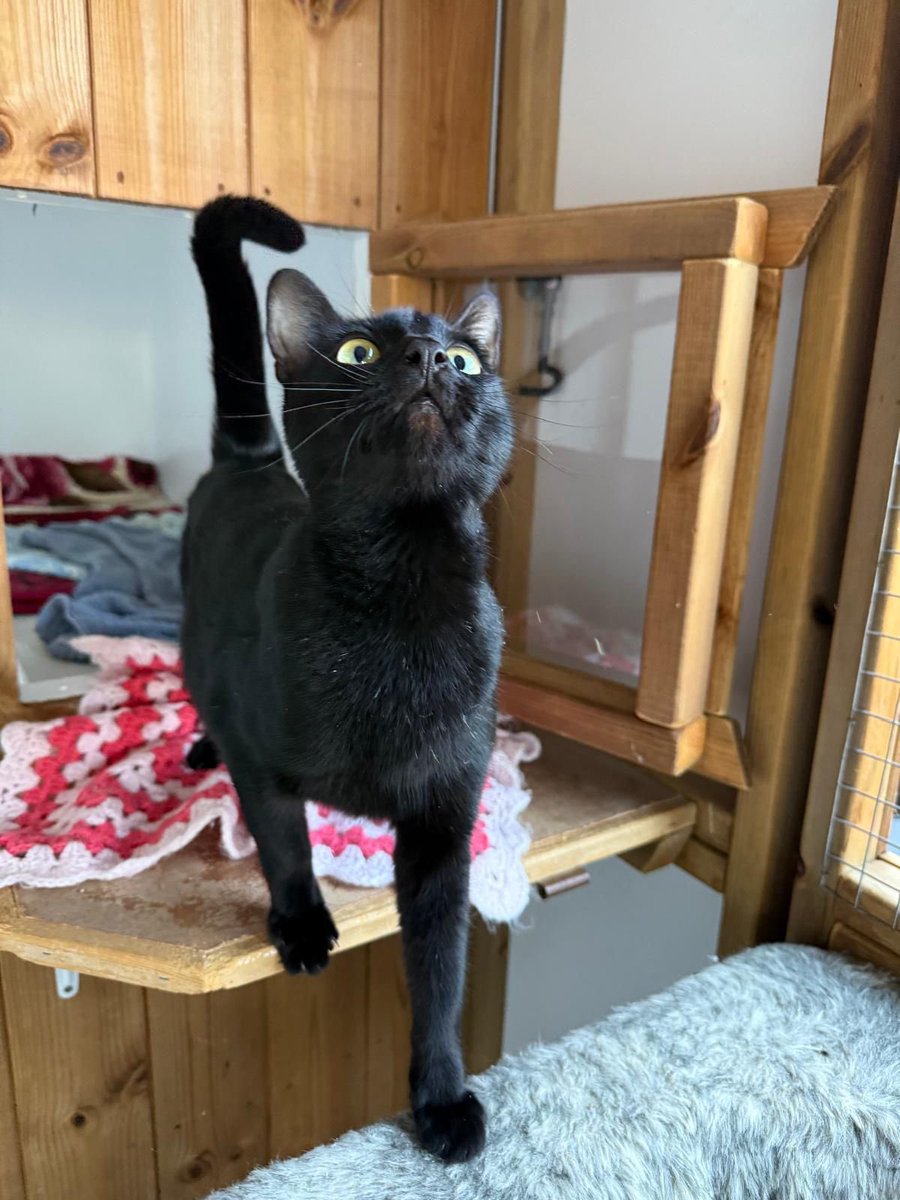 catsinoxford's tweet photo. Mia is a beautiful young cat of around eighteen months who has already raised two litters of kittens. Now it is her turn to find the loving home she truly deserves. She is a confident and affectionate companion who enjoys playtime &amp; cuddles. Cats Protection Cherwell Branch https://t.co/fkn1utkJ83