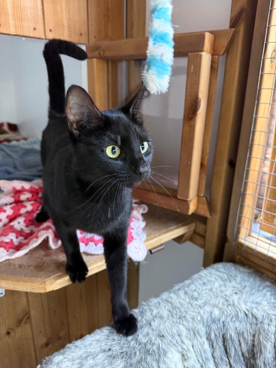 catsinoxford's tweet photo. Mia is a beautiful young cat of around eighteen months who has already raised two litters of kittens. Now it is her turn to find the loving home she truly deserves. She is a confident and affectionate companion who enjoys playtime &amp; cuddles. Cats Protection Cherwell Branch https://t.co/fkn1utkJ83