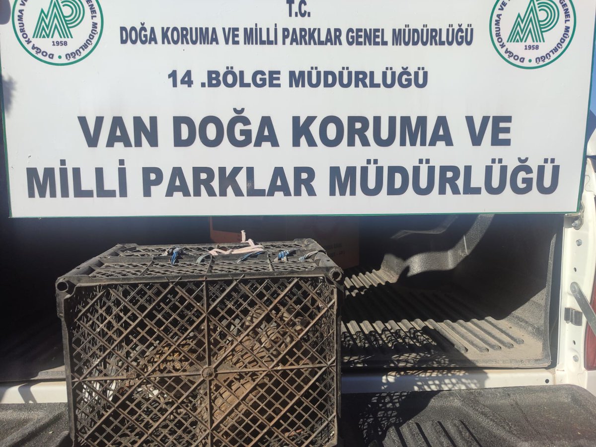 Doğa Koruma ve Milli Parklar 14.Bölge Müdürlüğü-Van Doğa Koruma ve Milli Parklar Müdürlüğü ekiplerimiz tarafından  28.09.2025 tarihinde yapılan Koruma-Kontrol çalışmaları sırasında Kafes Avcılığı yapan 1 şahıs hakkında tutanak düzenlemiş 6 Kınalı Kekliğe el konulmuş,