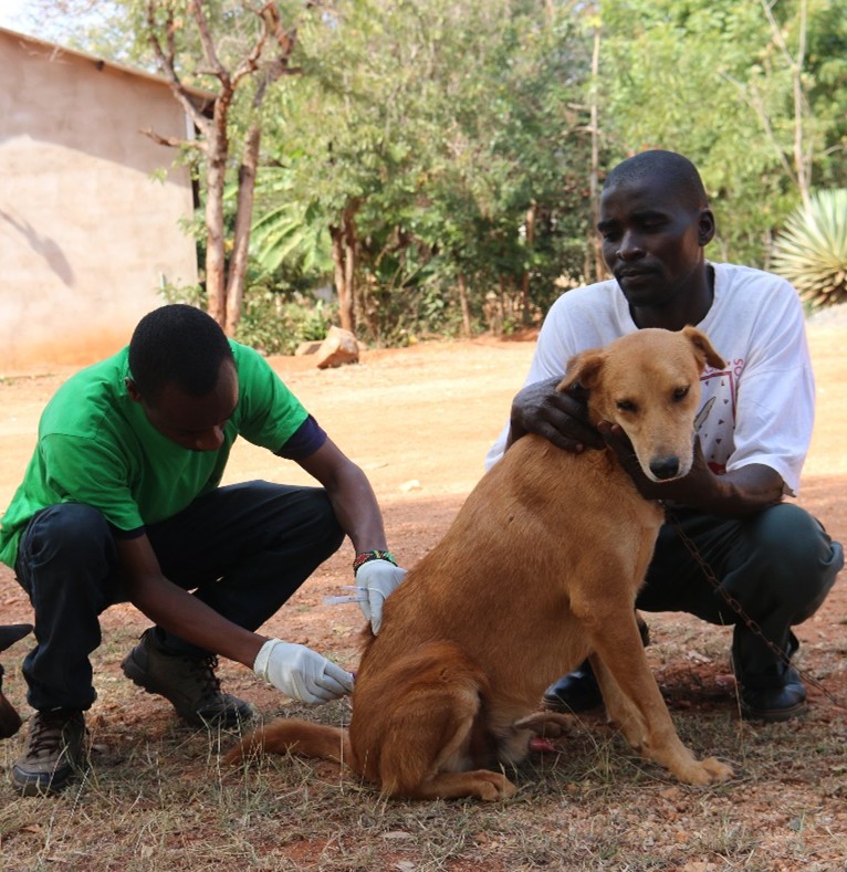 Africa Network for Animal Welfare tweet media