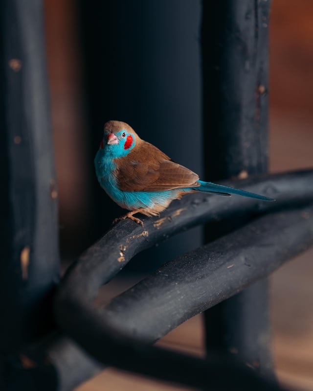 볼 빨간 새
청휘조 혹은 붉은뺨코르동블루
아프리카에 산다.