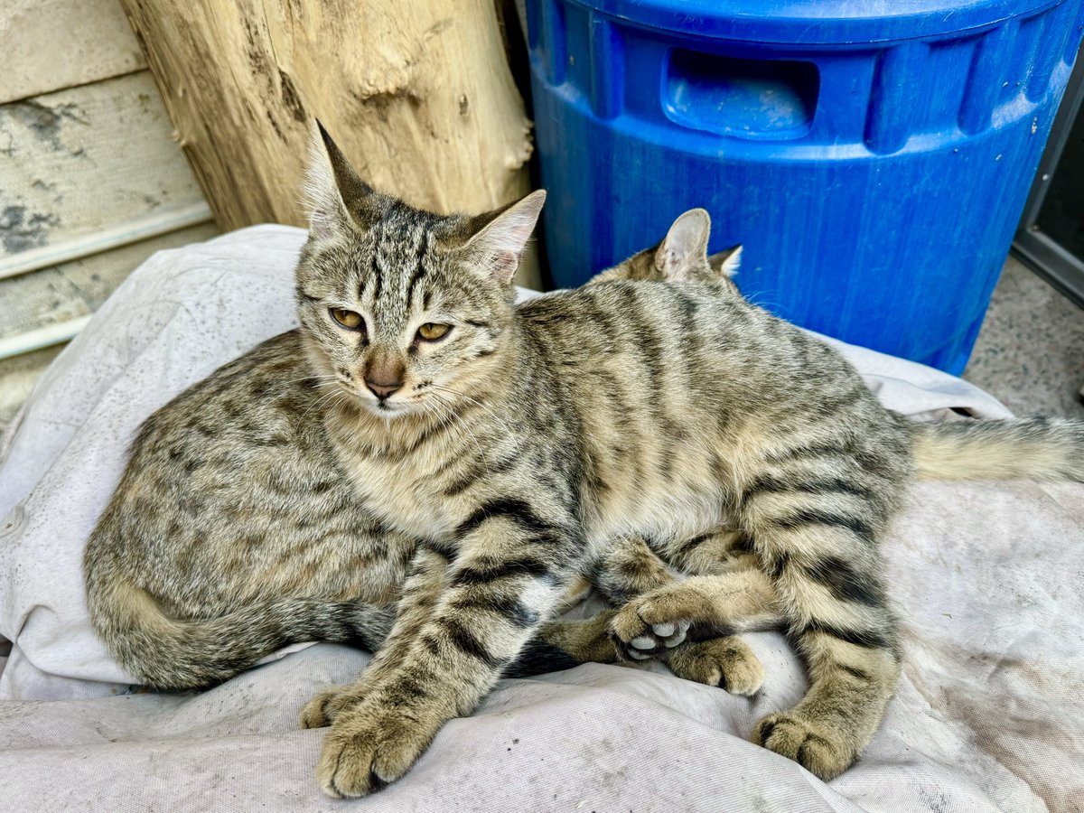 داشتم از چشمای قشنگِ این دختره‌ عکس میگرفتم، داداشش غیرتی شده اومد لم داد روش :) قیافشو