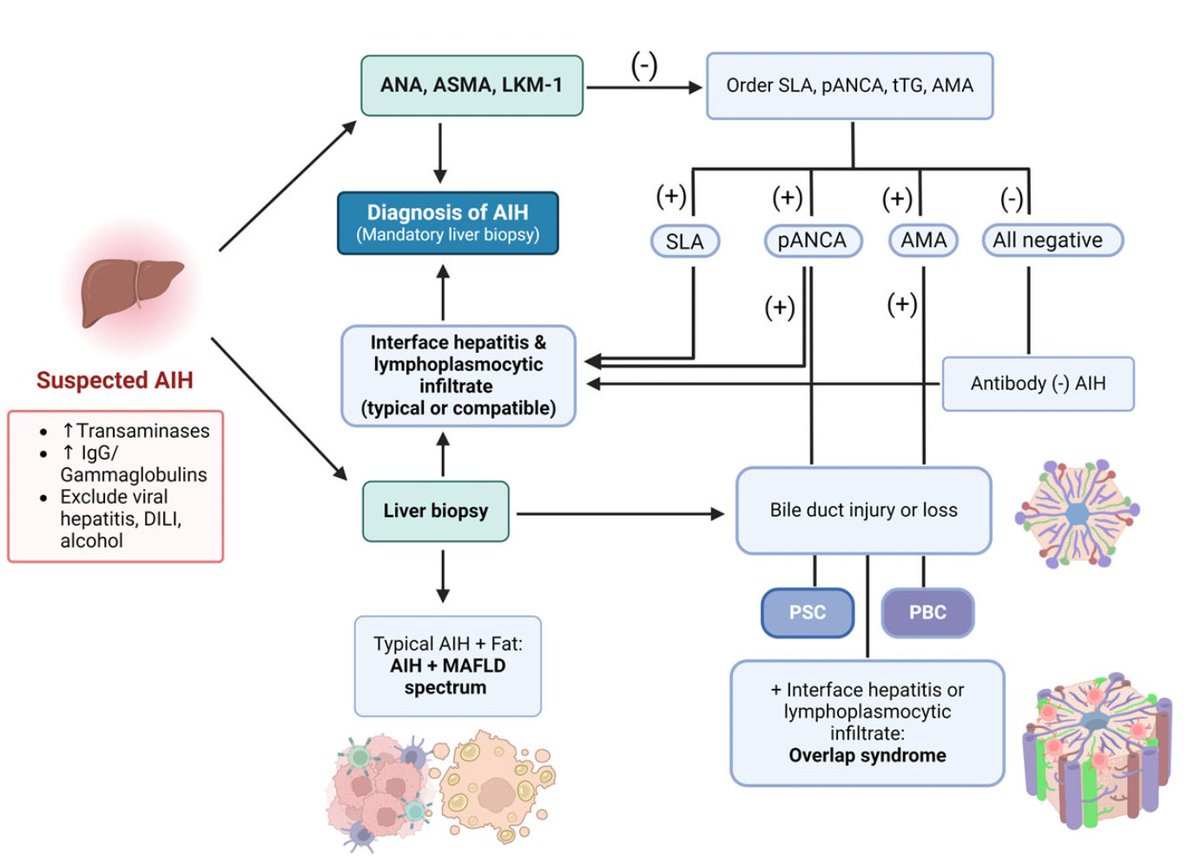 sepdigestiva's tweet photo. 🔍Algoritmo diagnóstico y tratamiento de Hepatitis Autoinmune.

Diagnostics 2024, 14, 382. 
DOI: 10.3390/diagnostics14040382
#Gastroenterología #MedicinaInterna

RT @YeisciminE https://t.co/y6idJ4VwAS