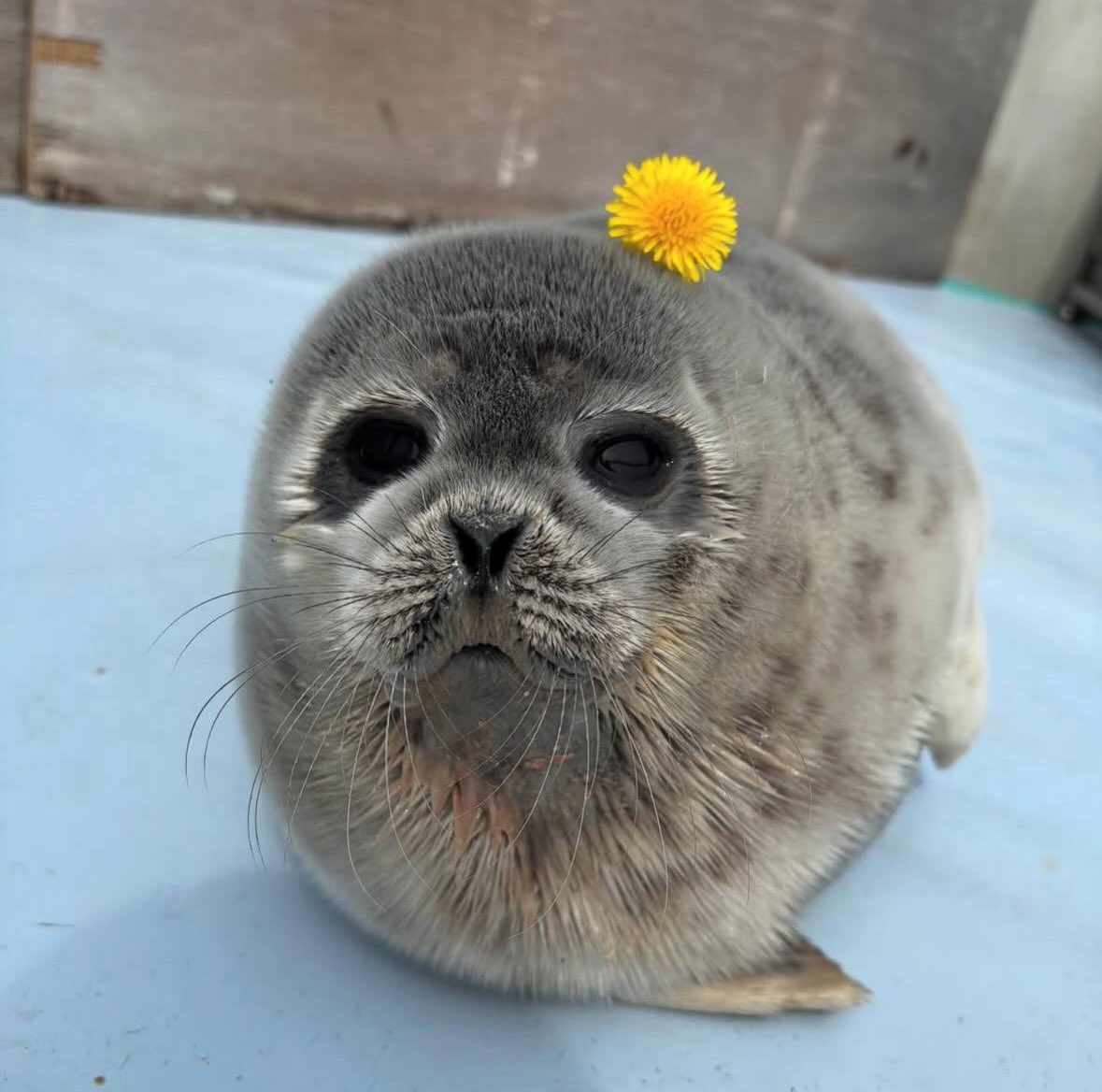 This is my dandyleoon