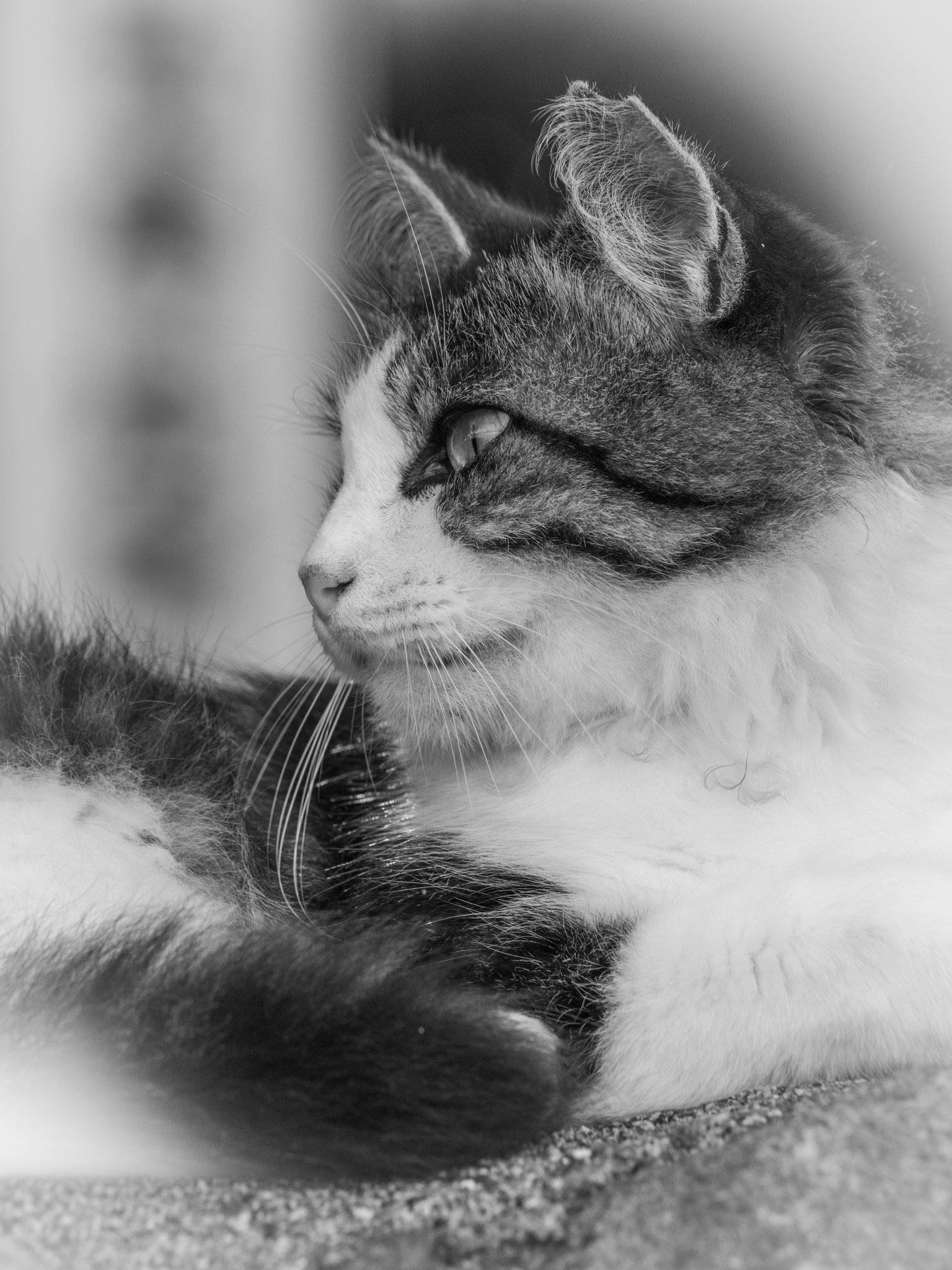 猫 鹿児島よかもん再発見！ on X: 