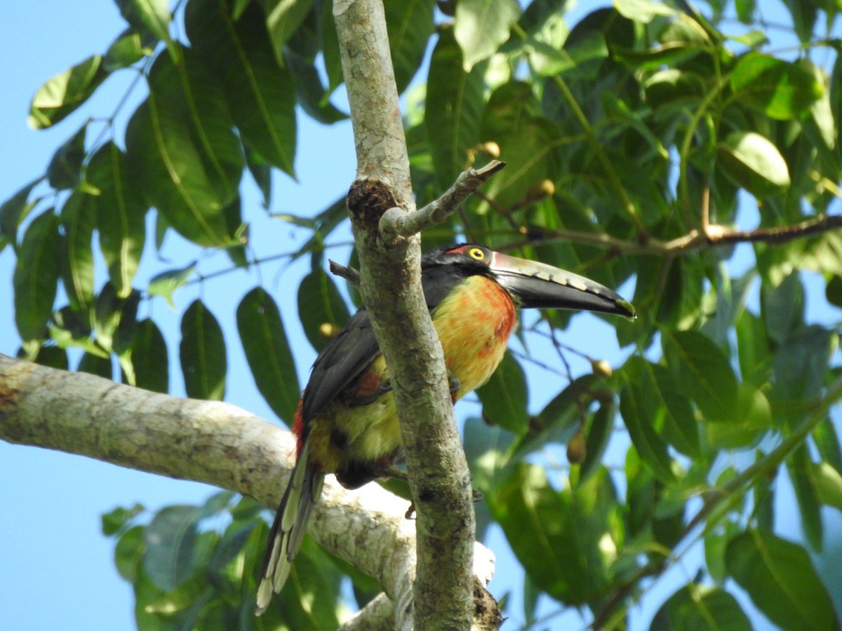 basham6's tweet image. Amazing Trip to Mexico and First bird tour abroad with birding with Steven!
@durhambirder was on the tour also!