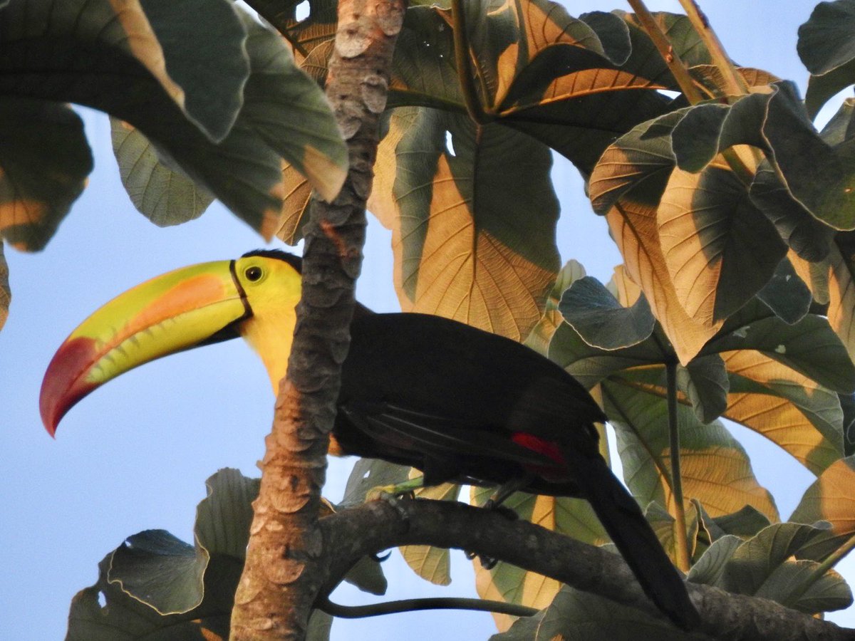 basham6's tweet image. Amazing Trip to Mexico and First bird tour abroad with birding with Steven!
@durhambirder was on the tour also!