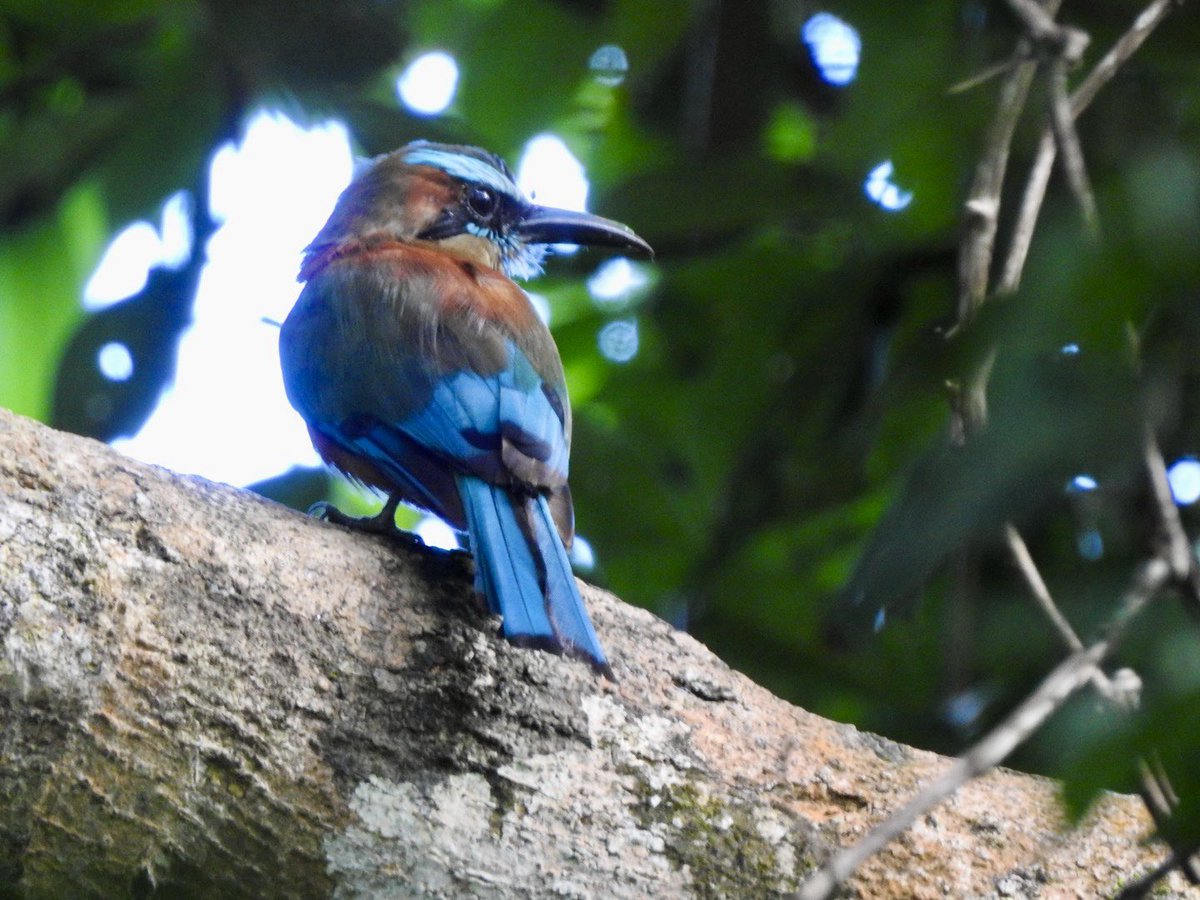 basham6's tweet image. Amazing Trip to Mexico and First bird tour abroad with birding with Steven!
@durhambirder was on the tour also!