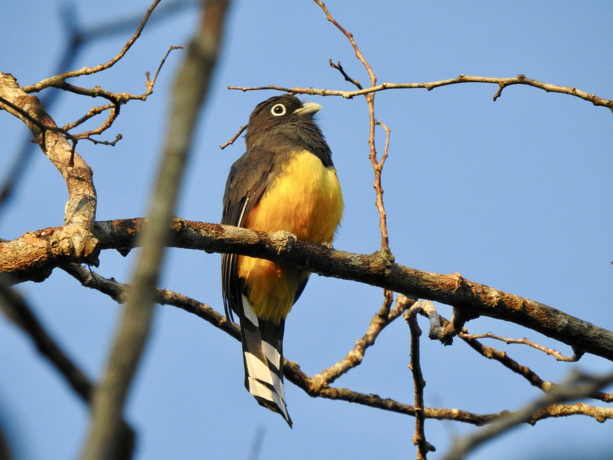 basham6's tweet image. Amazing Trip to Mexico and First bird tour abroad with birding with Steven!
@durhambirder was on the tour also!