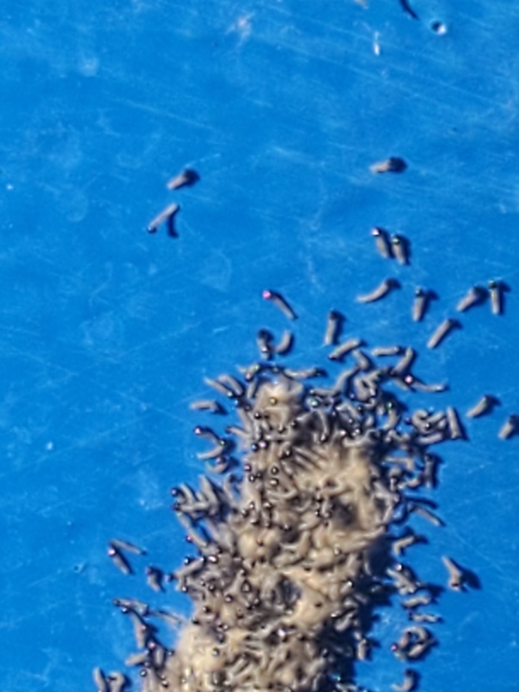 Be on the look out, got these pics today!  If you find signs of insects make sure you I.D. them properly.  If a threat to your turf, treat accordingly.