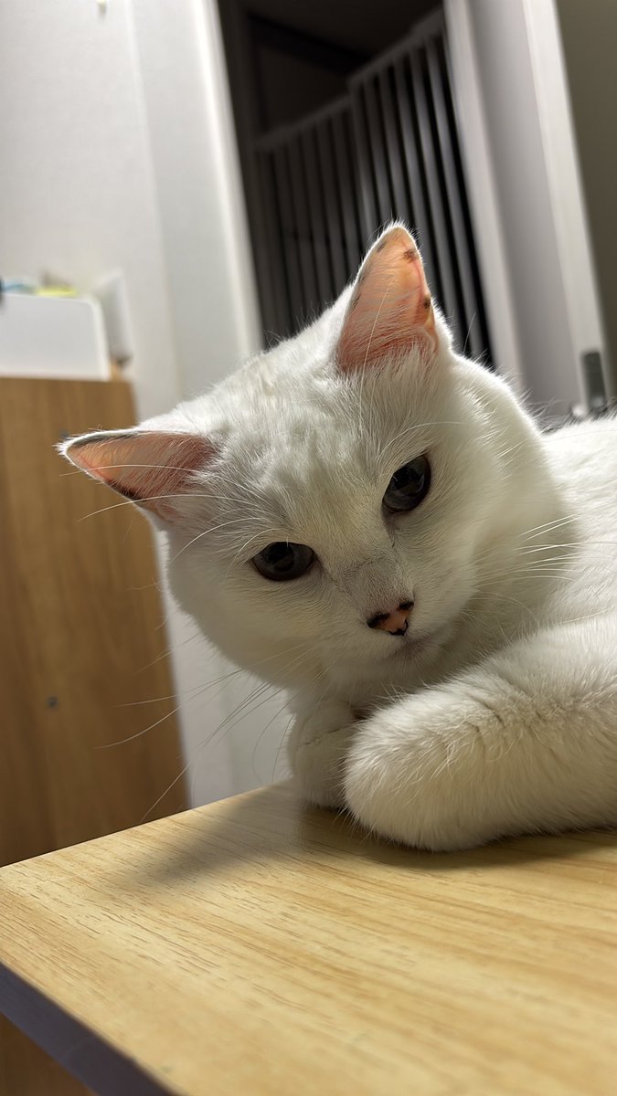 さっきまでこれで嬉しすぎる
もういいらしくてすぐそこの机で
ふんぞりかえってる