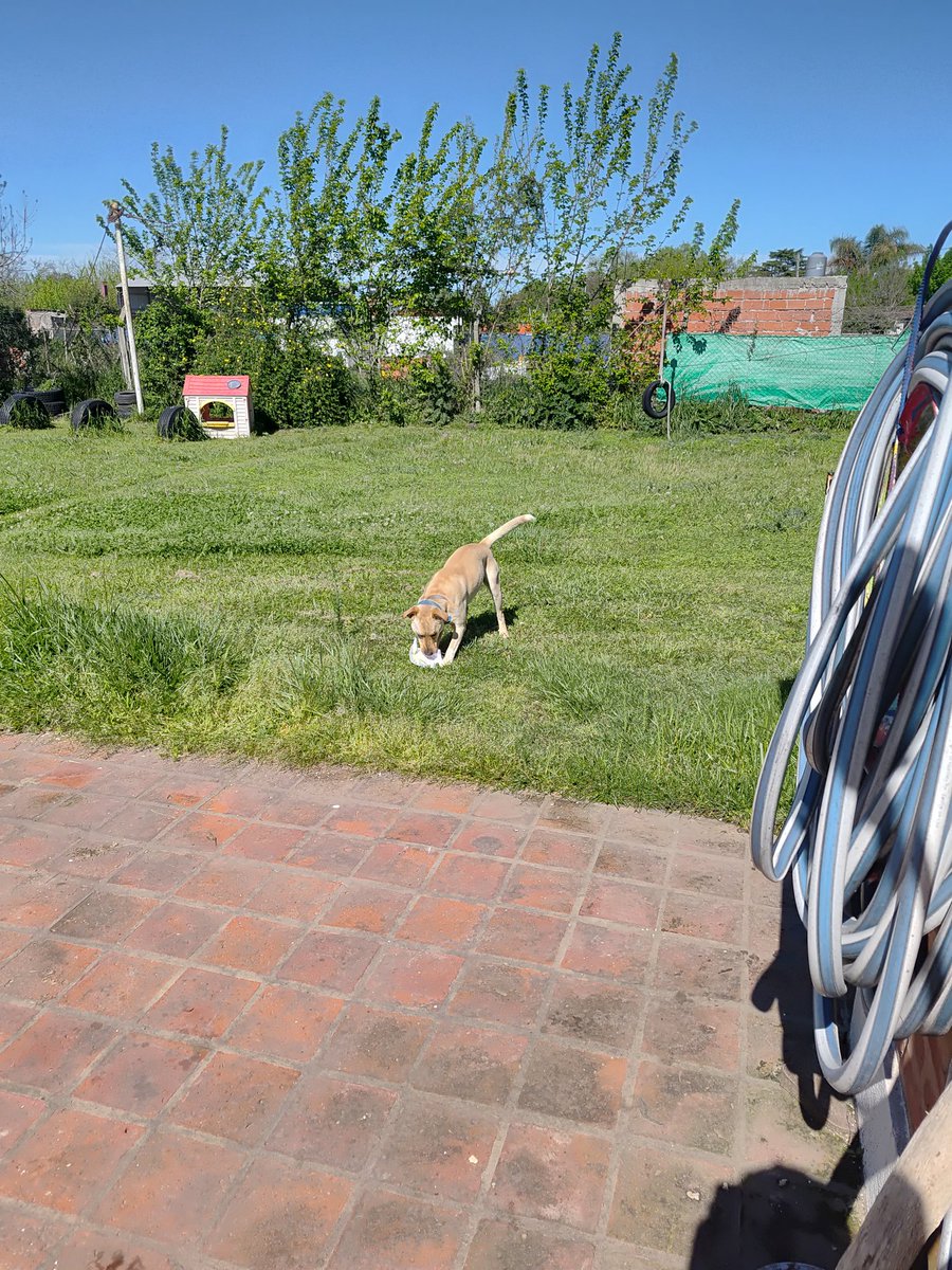 GasparCastello's tweet photo. Imaginate imprimir las hojas para hacerte tus analisis y que cuando estes saliendo el perro te las robe https://t.co/bJQcKbcn8k