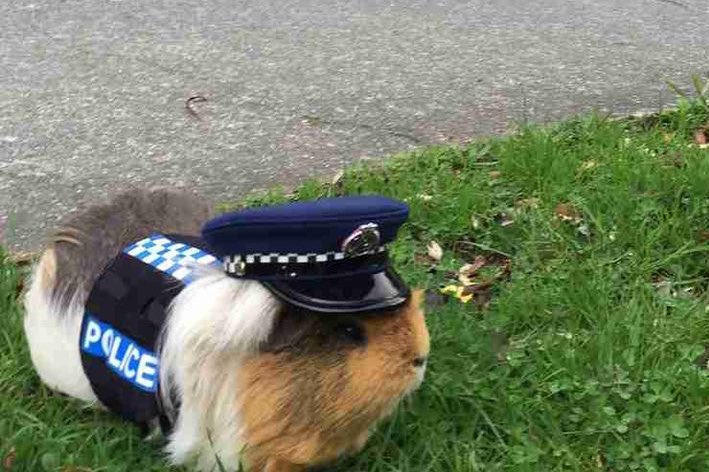 Guinea Pig (@dailyguineapig) on Twitter photo September 30th, 1998. It's a day I'll never forget. The cop inside me died that day. September 30th, 1998. It's a day I'll never forget. The cop inside me died that day.