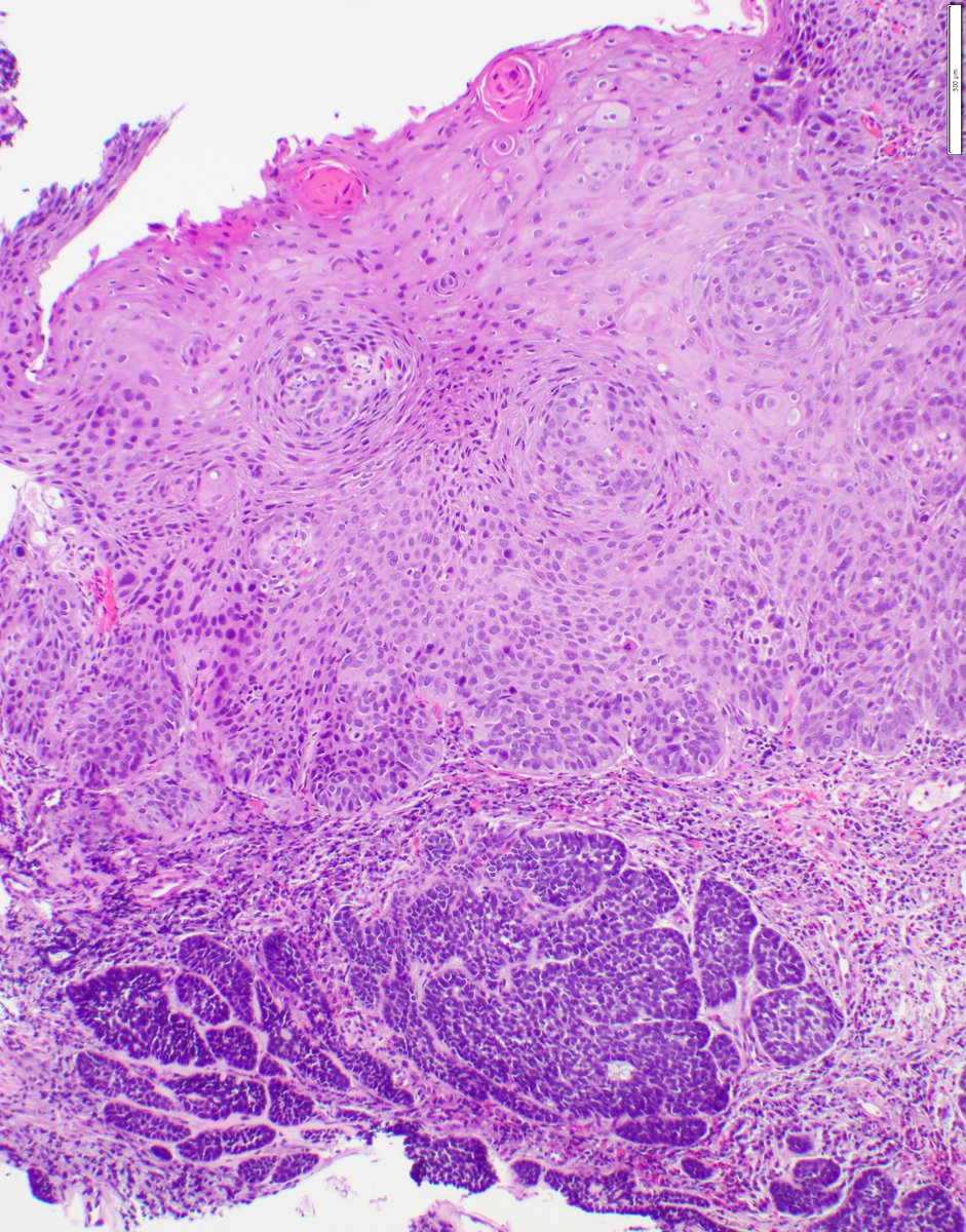 CooperPathology tweet media