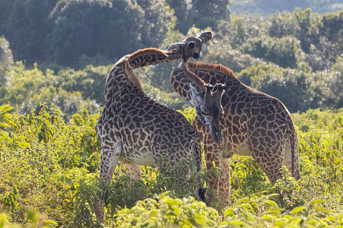 focuseatours's tweet photo. Guided walking safaris offer an unforgettable, immersive experience with wildlife at Arusha National Park
📧 info@focuseastafricatours.com
https://t.co/HlytoVwhgk
#tanzania #arusha #uganda #LingOrmDiorAirportLook #LaCasaDeLosFamososMx #tour #safari https://t.co/nmfuijk5QW
