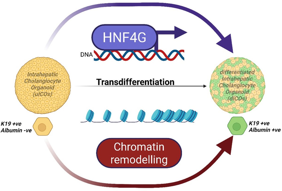 🔄🧬 Human liver organoids reveal cholangiocytes can transdifferentiate into hepatocytes, independent of lobe origin. 
Epigenetic remodeling + HNF4G drive the switch—shedding light on chronic liver disease regeneration.
<a href="/JHepatology/">Journal of Hepatology</a> #LiverRegeneration 
🔗 doi.org/10.1016/j.jhep…