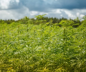 Things To Consider Before Selling Cannabis Farmland medicalmarijuanapages.com/things-to-cons…