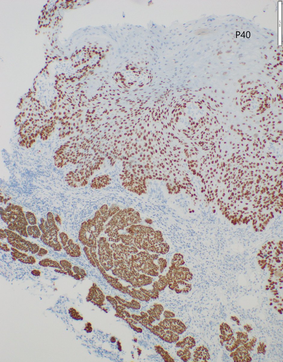 CooperPathology tweet media