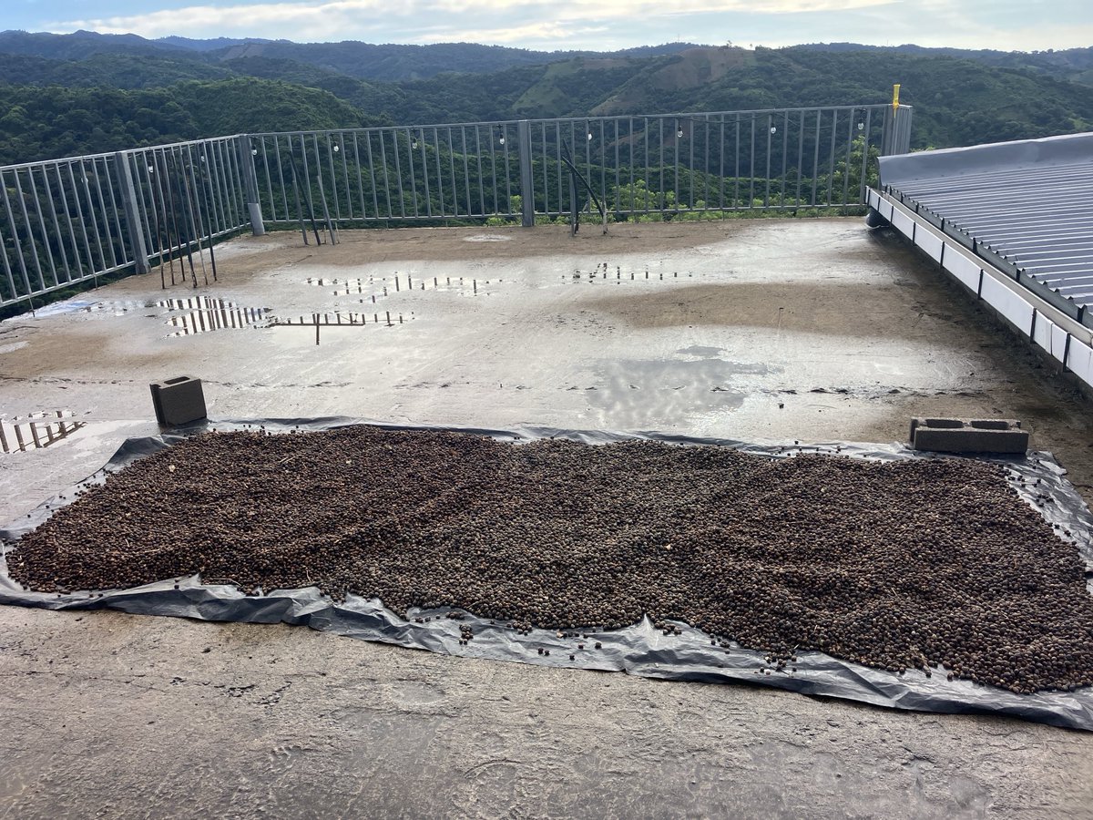 joeyjavaisgr8's tweet image. Getting another batch of coffee ready for the roaster tomorrow. Approximately 200 lbs. praying for sunny skies and light breezes at Chicuinaco