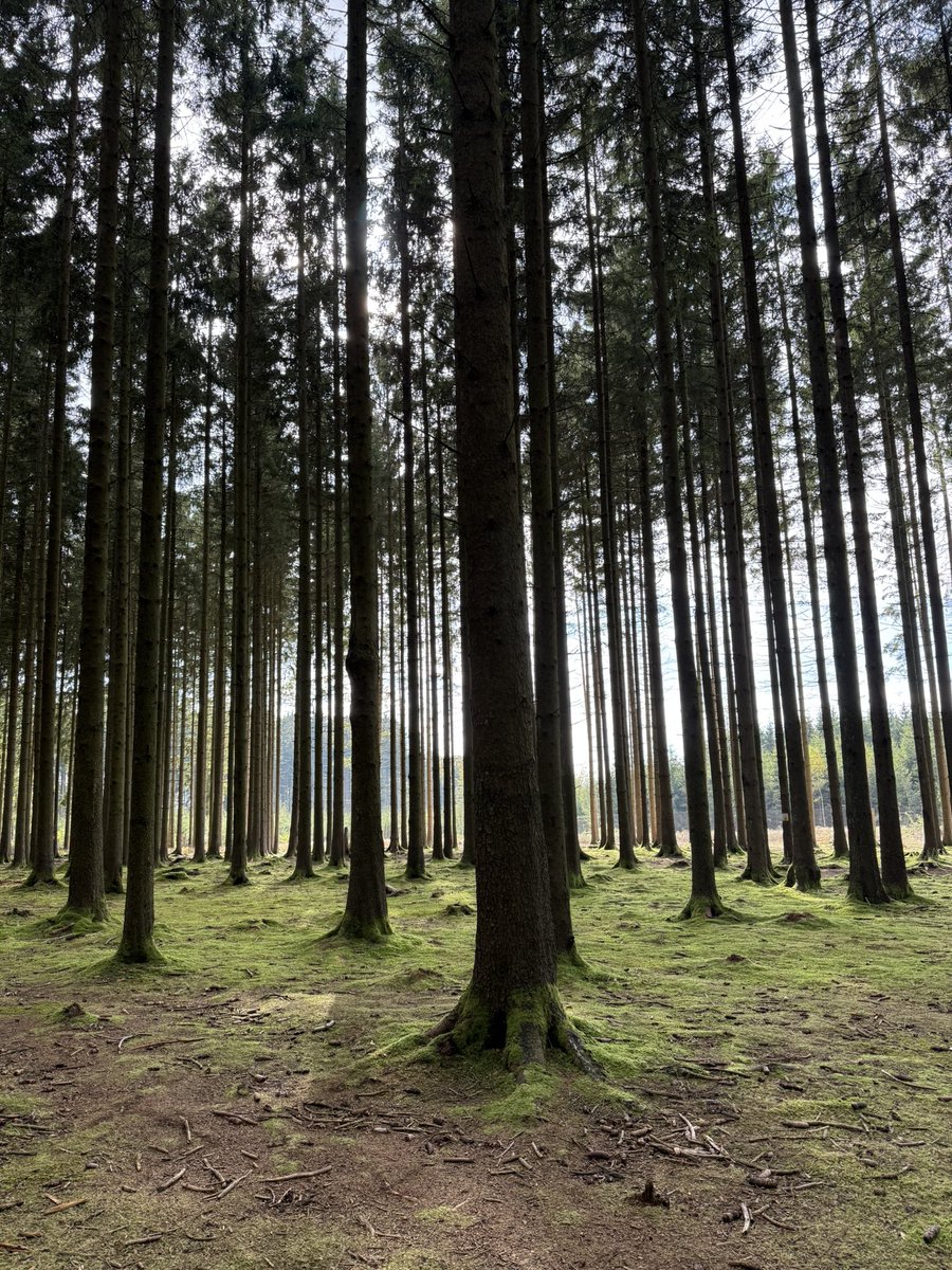 The Bois Jaques in Bastogne where Easy Company was dug in during the first phase of the Battle of the Bulge. Almost 81 years later it still is an incredible place to visit. We took the group here on the <a href="/WWIImuseum/">National WWII Museum</a> Easy company tour. Guiding with <a href="/BattlefieldDisc/">BattlefieldDiscovery</a>