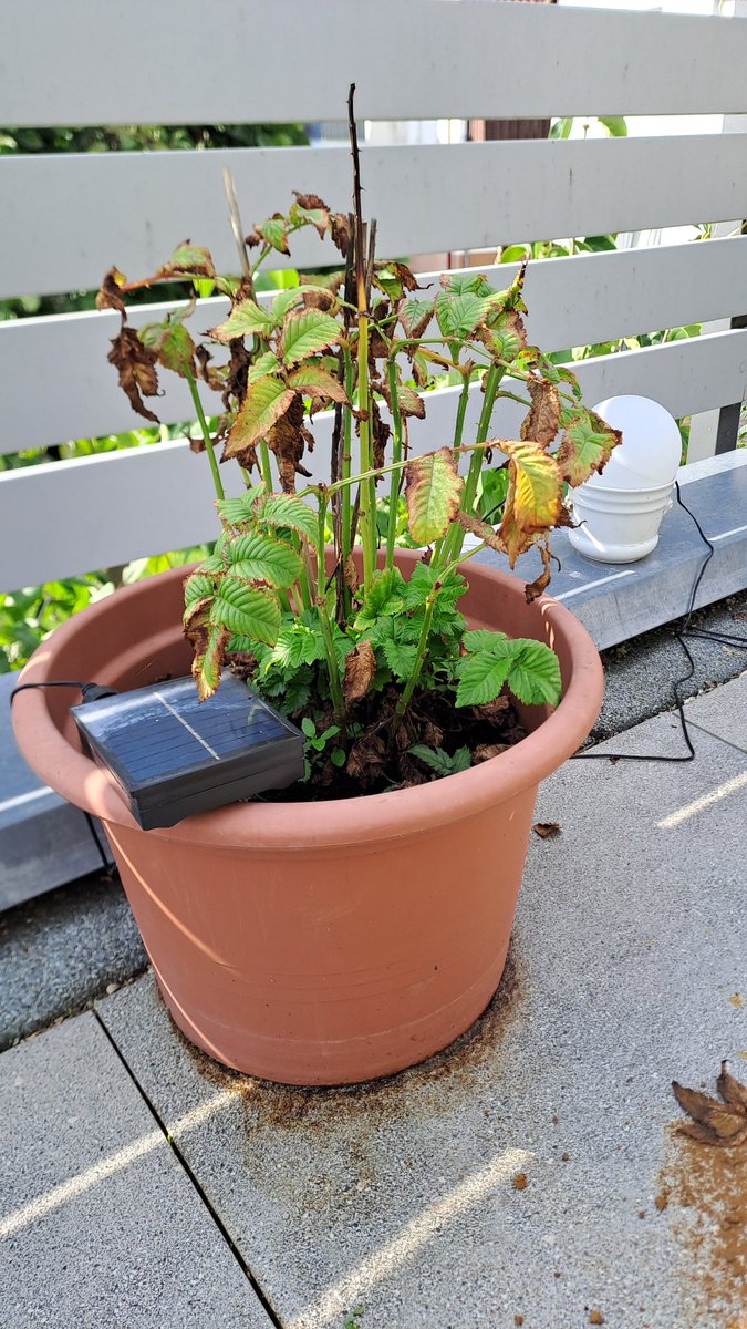 Huchmampf (@huchmampf1) on Twitter photo Das Klima hier ist wirklich herausfordernd. Ich denke, man kann guten Gewissens sagen, dass Erdbeerhimbeeren nicht für eine Südterrasse im Kraichgau geeignet sind. Das Klima hier ist wirklich herausfordernd. Ich denke, man kann guten Gewissens sagen, dass Erdbeerhimbeeren nicht für eine Südterrasse im Kraichgau geeignet sind.